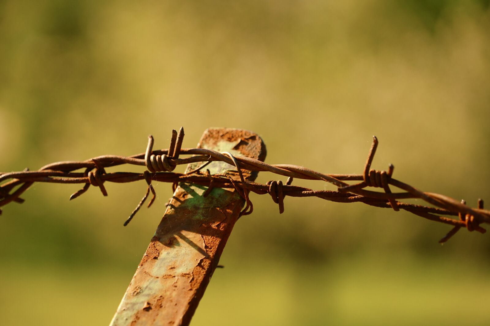 Sony a7 sample photo. Barbed wire, fencing, wire photography