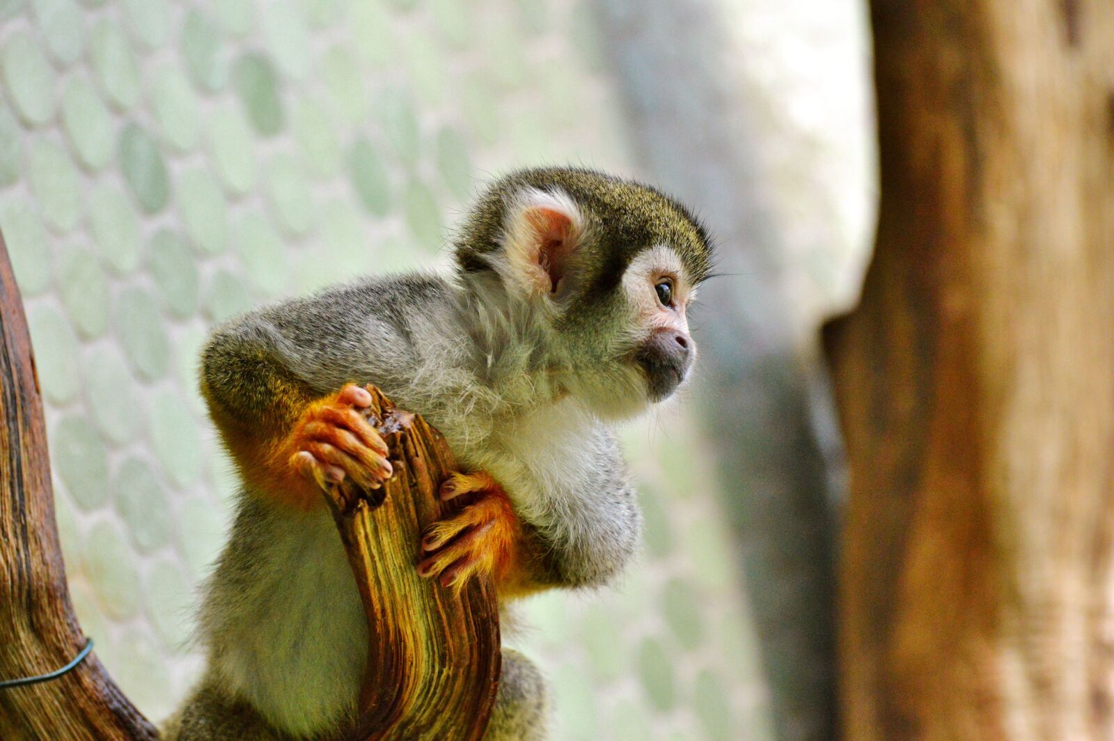 Nikon D3200 sample photo. Monkey, äffchen, capuchins photography