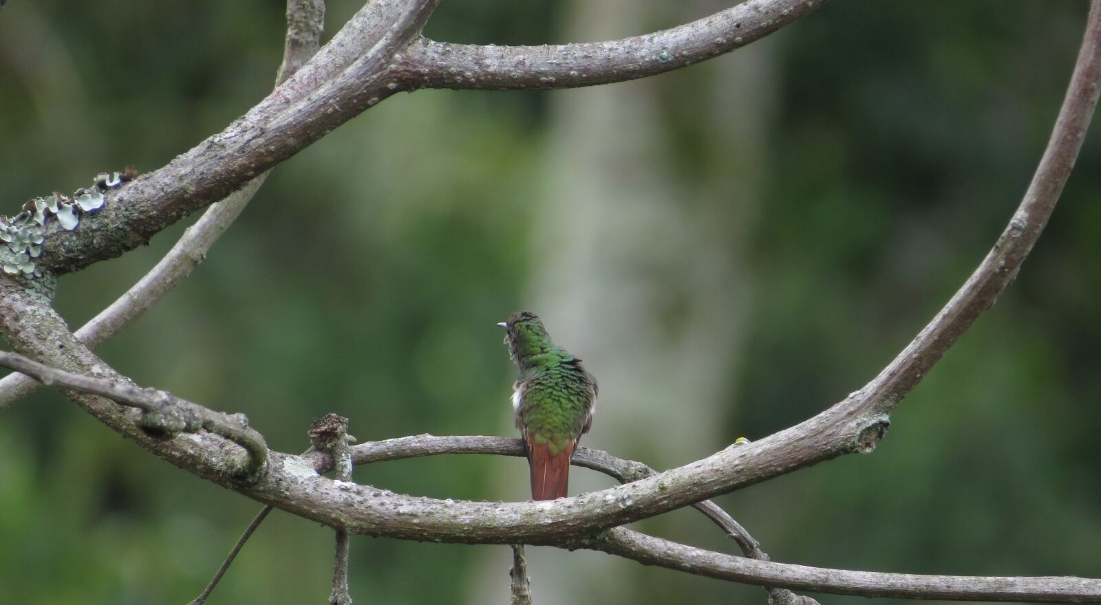 Canon PowerShot SX50 HS sample photo. Image, hummingbird, chupaflor photography