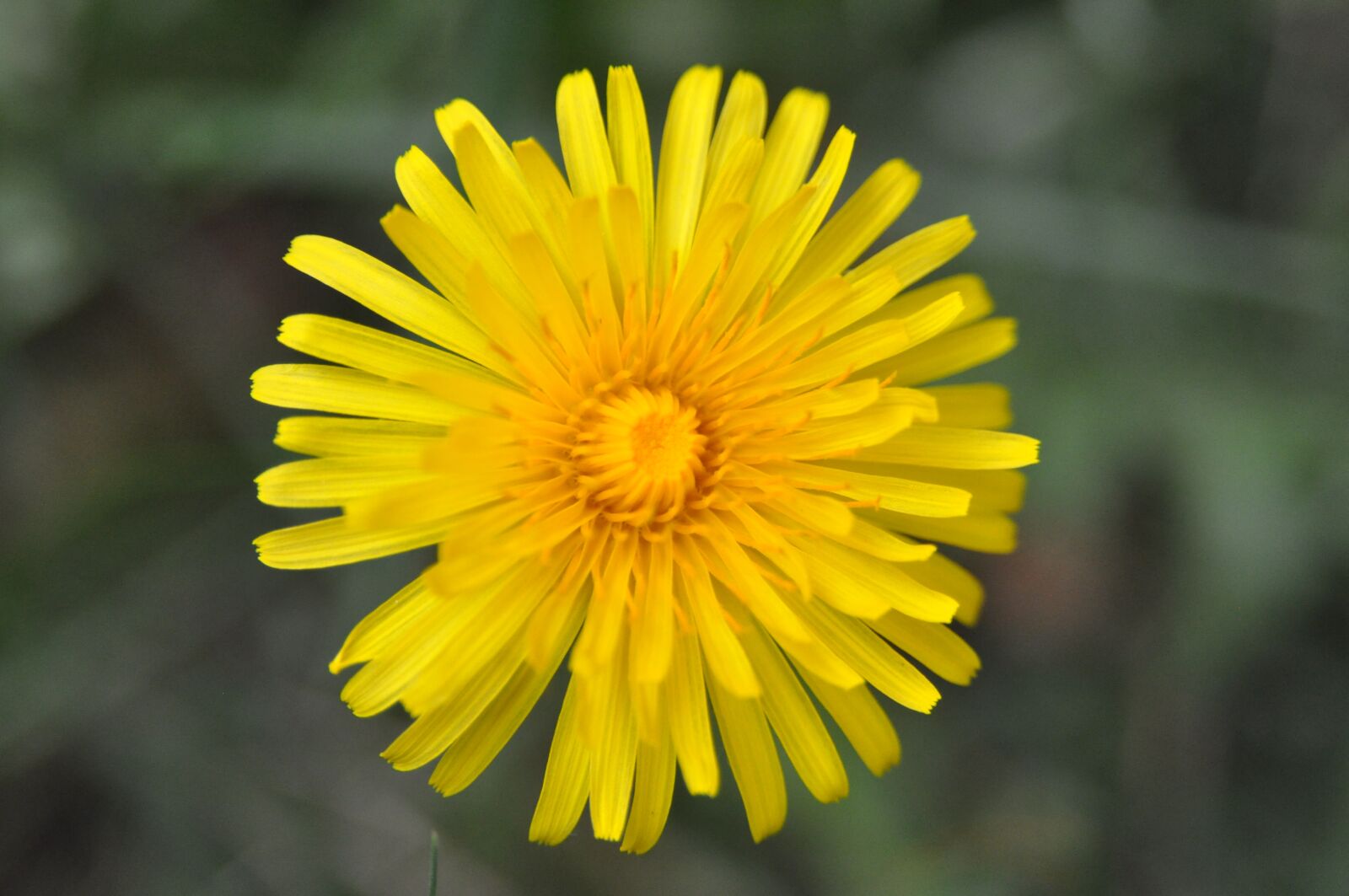 Nikon D90 sample photo. Dandelion, flower, nature photography