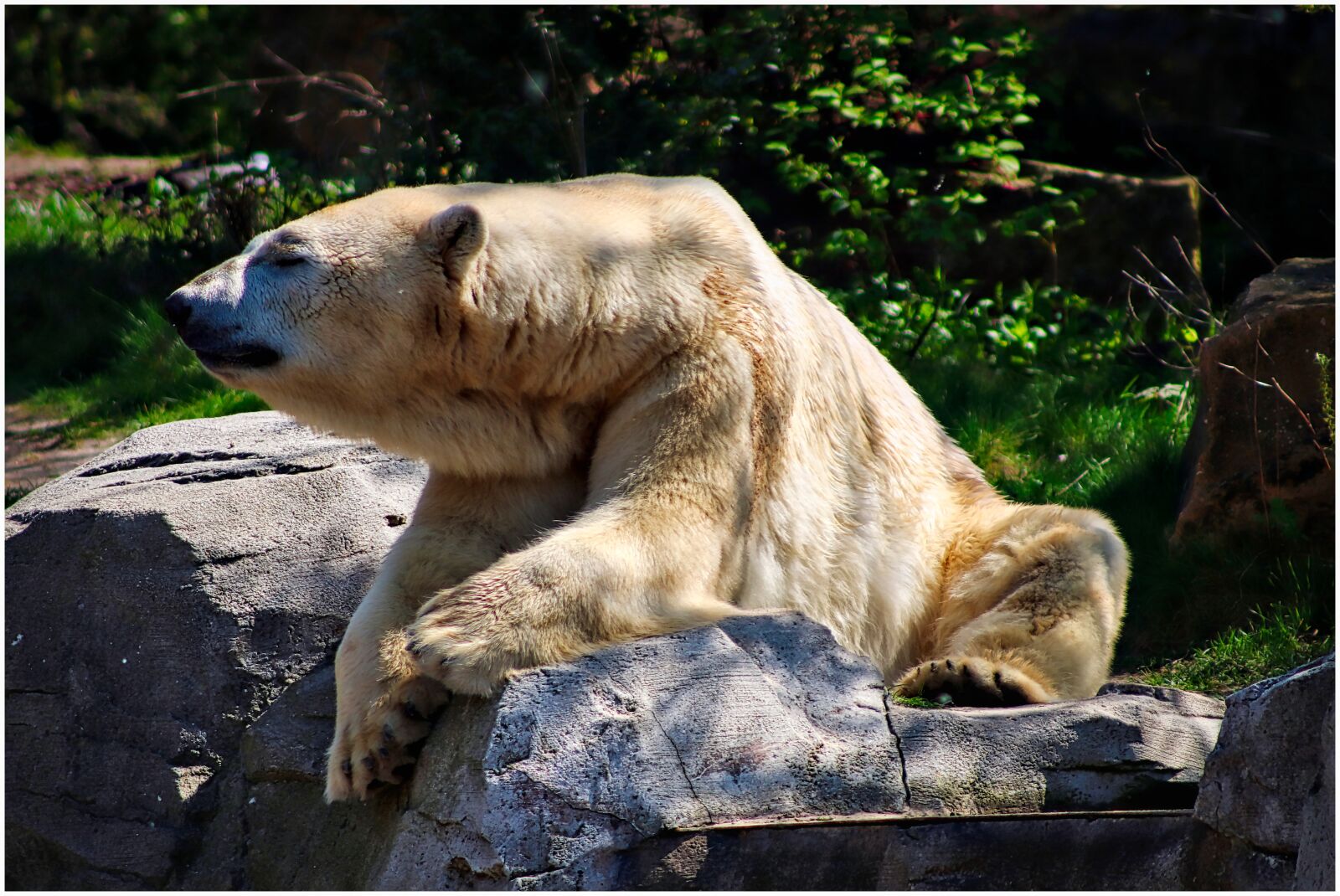 Canon EF75-300mm f/4-5.6 sample photo. Bear, polar bear, white photography