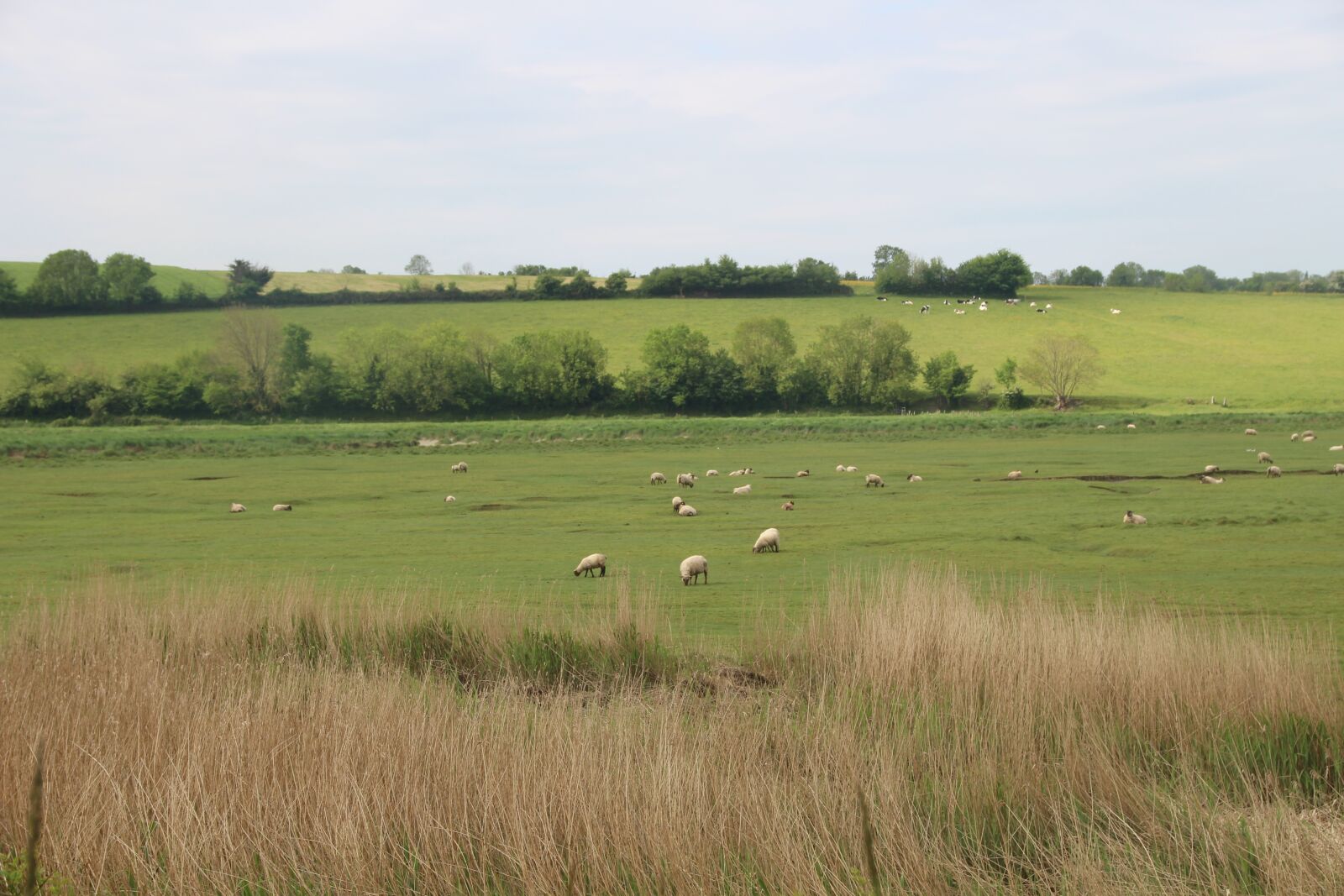 Canon EOS 100D (EOS Rebel SL1 / EOS Kiss X7) sample photo. Sheep, nature, animals photography