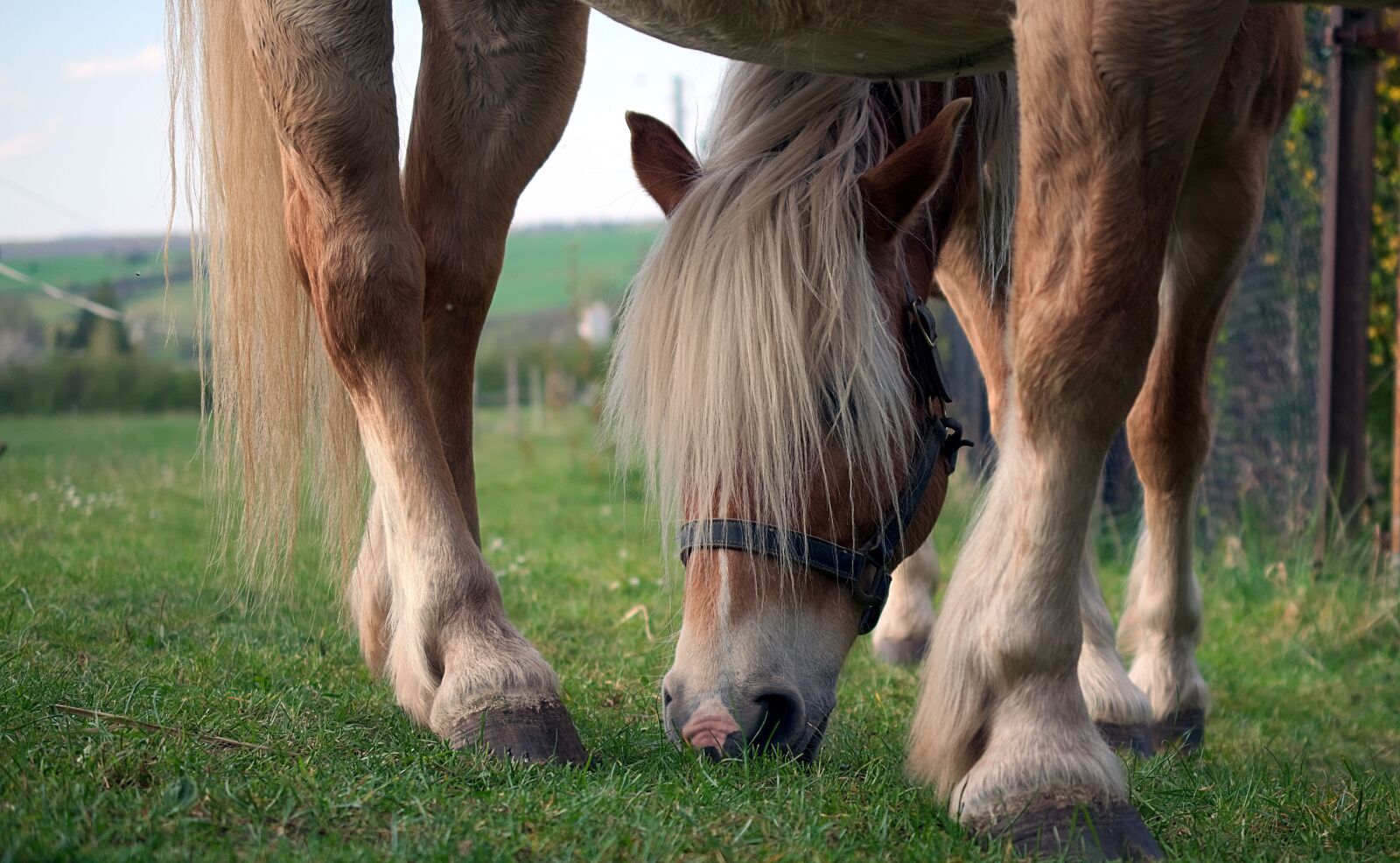 Nikon D3300 sample photo. Horse, brown, horse head photography