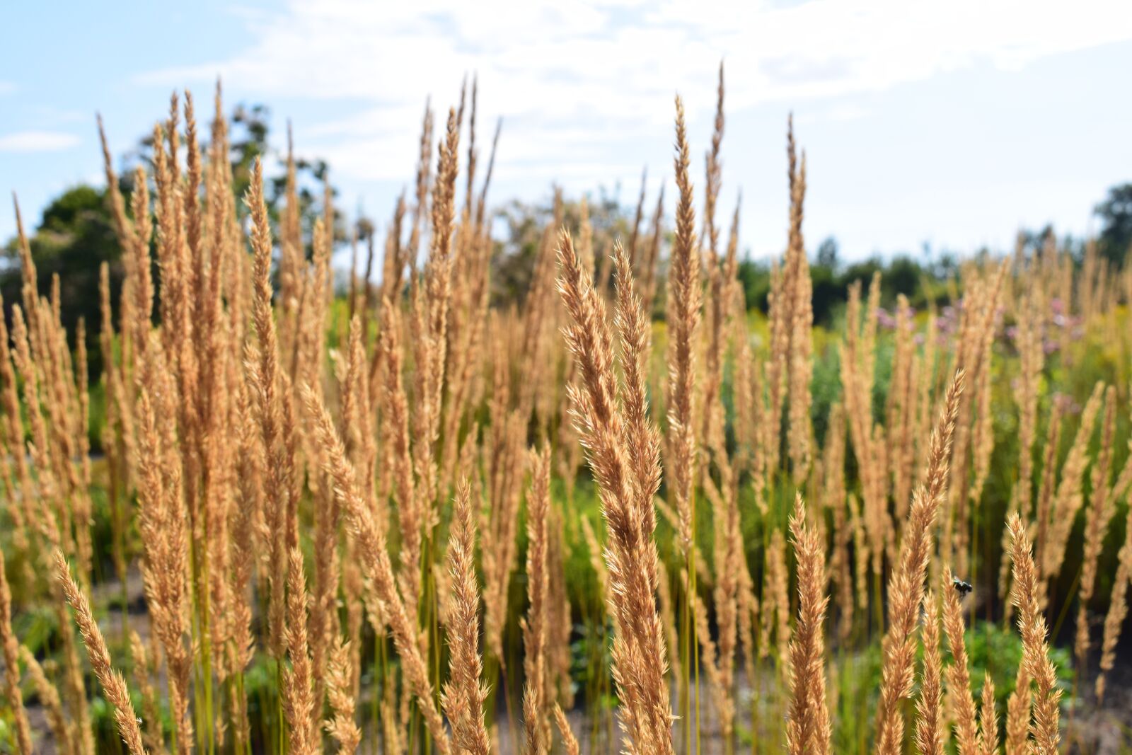 Nikon D5300 sample photo. Grasses, yellow grasses, nature photography