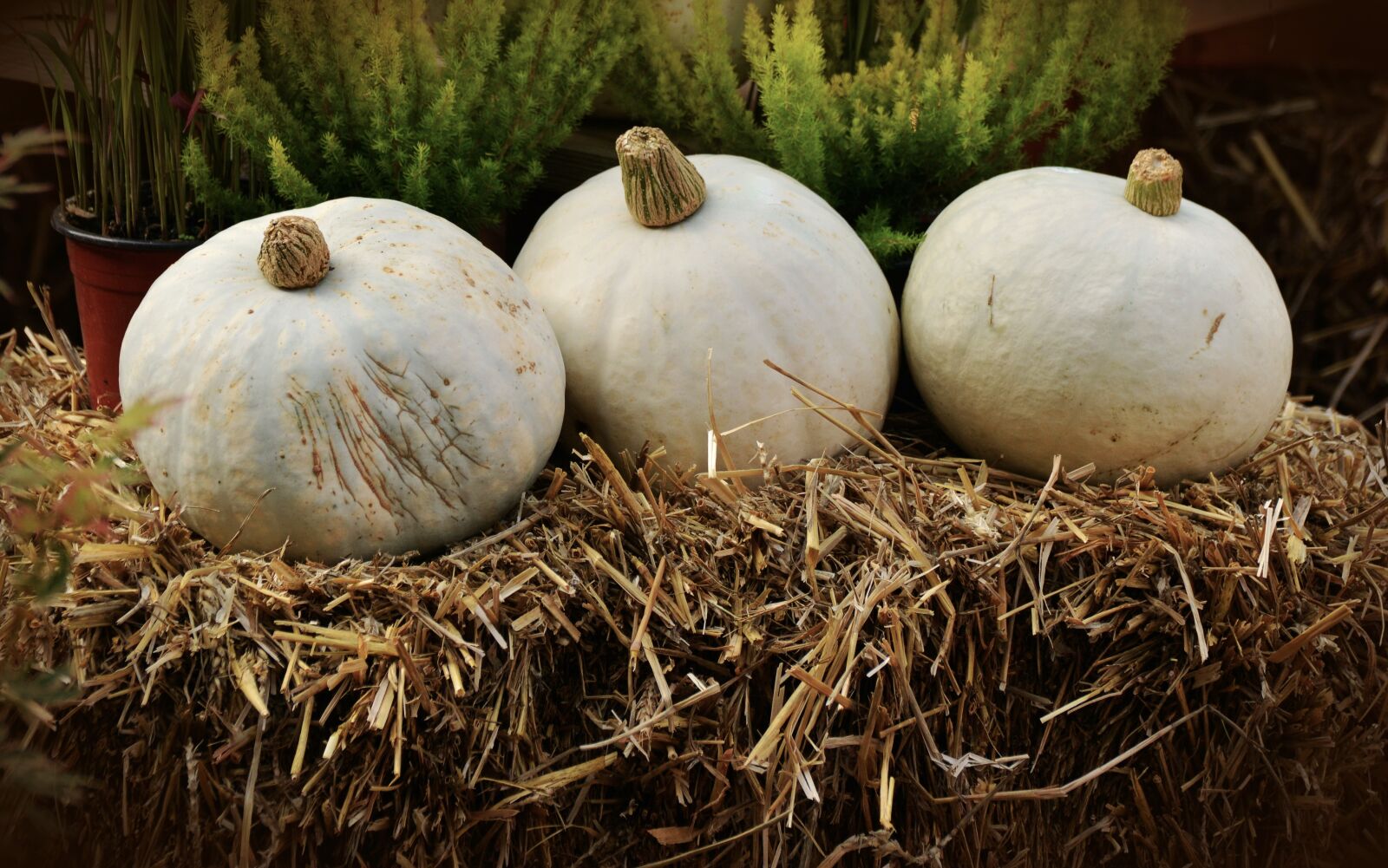 Nikon D5200 sample photo. Pumpkin, white pumpkin, casper photography