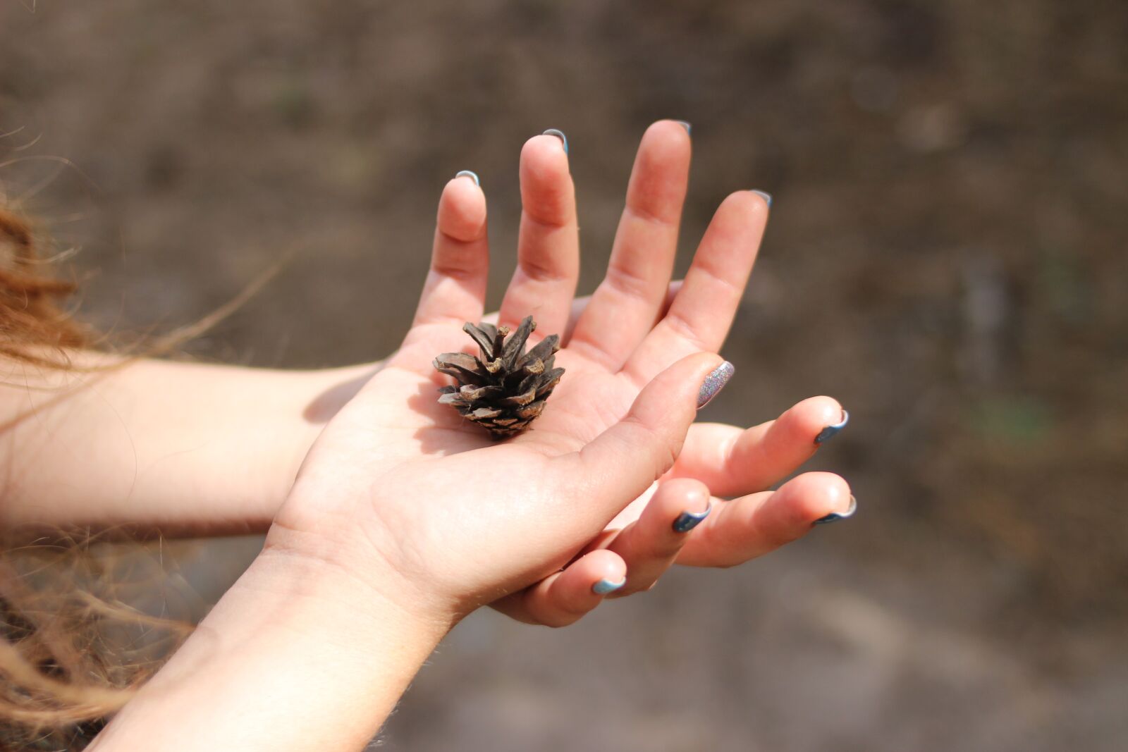 Canon EOS 600D (Rebel EOS T3i / EOS Kiss X5) sample photo. Pine cone, hands, hand photography