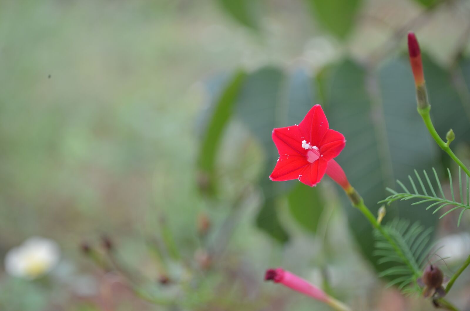 Nikon D5100 sample photo. Plant, red, flower photography