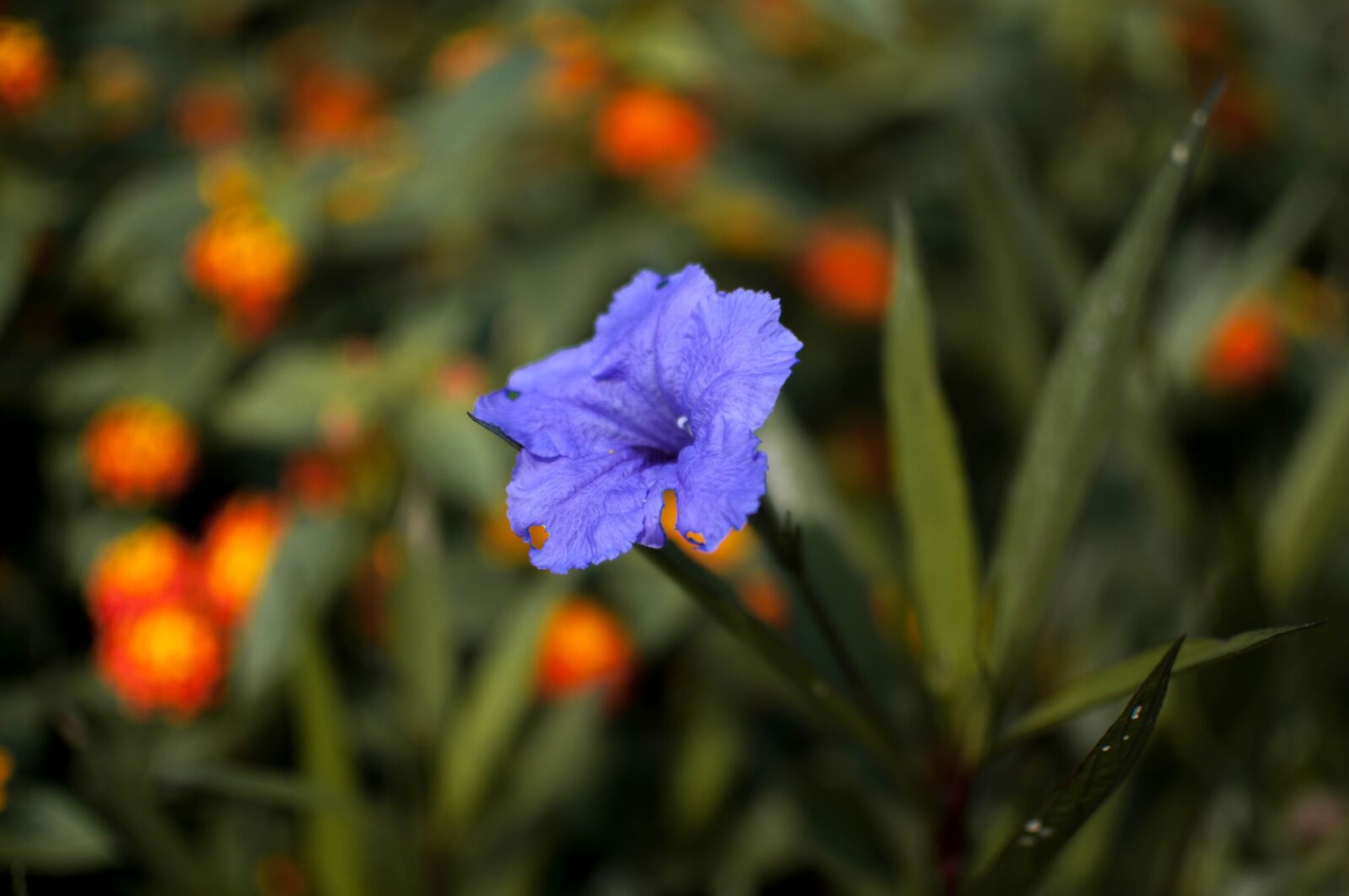 Nikon D90 sample photo. Flower, closeup, colorful photography