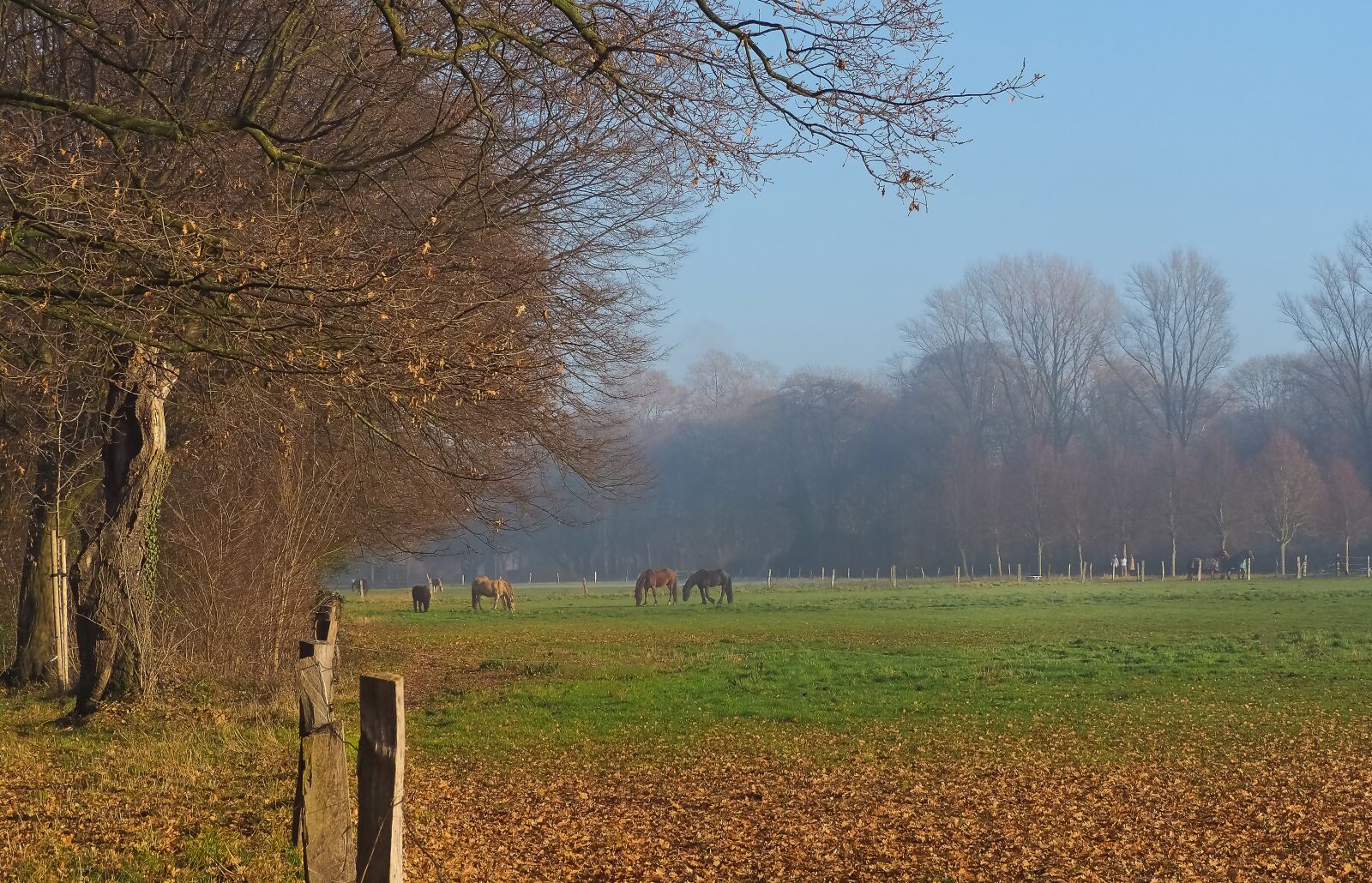 Olympus OM-D E-M10 sample photo. Landscape, fog, nature photography