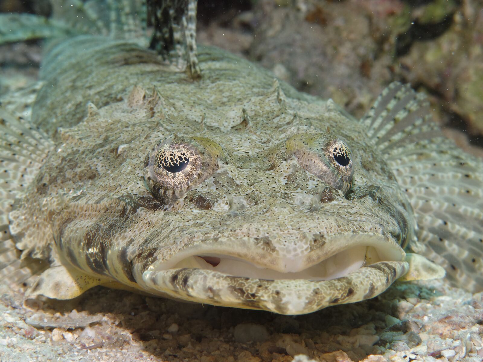 Canon PowerShot G12 sample photo. Crocodile fish, cociella crocodila photography