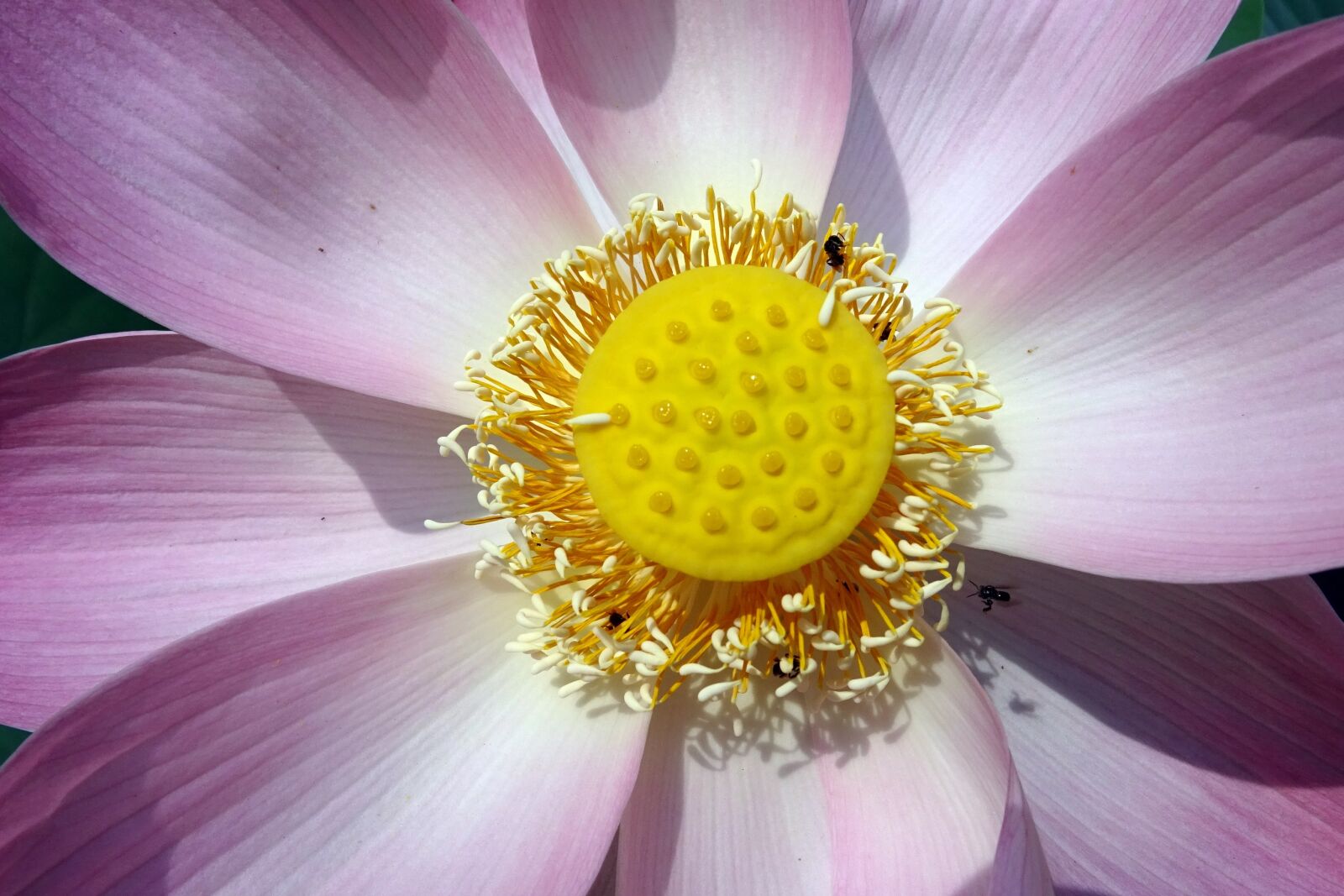 Sony DSC-HX60V sample photo. Lotus, flower, pink photography