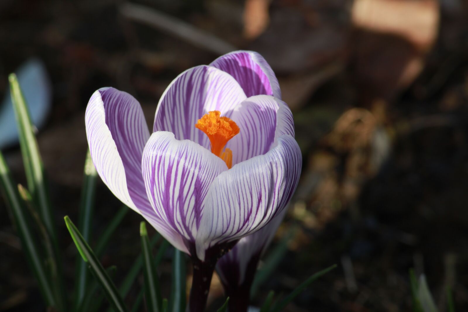 Canon EOS 500D (EOS Rebel T1i / EOS Kiss X3) sample photo. Crocus in bloom, flower photography