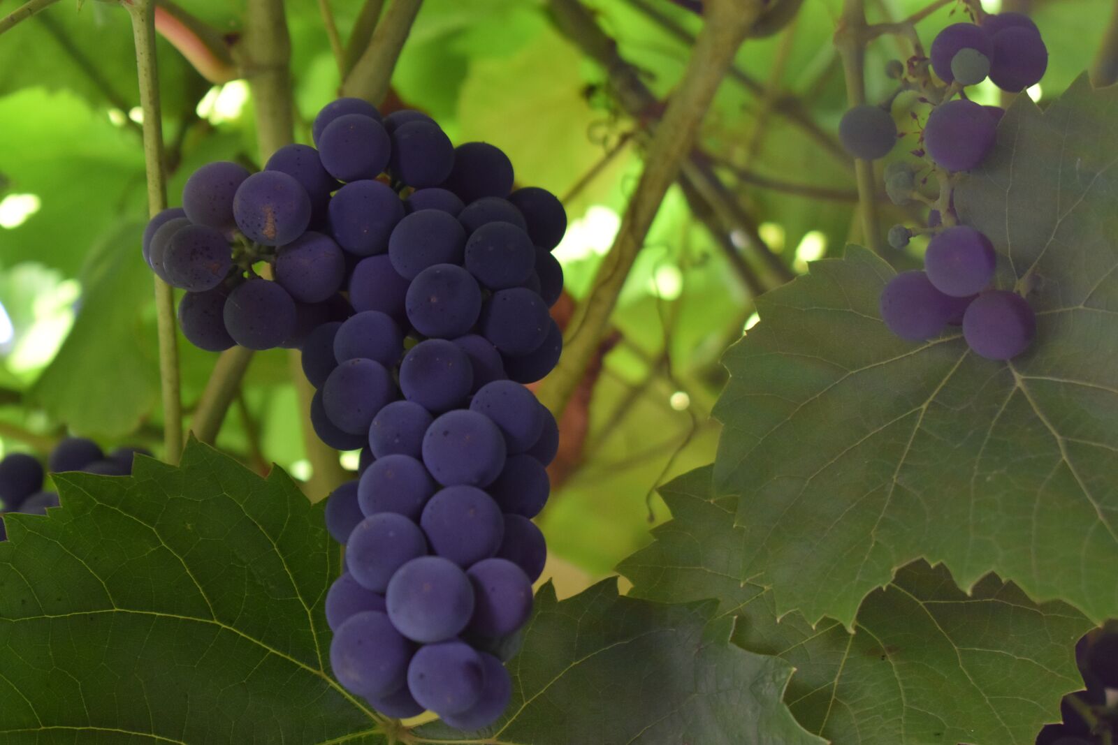 Nikon D3400 sample photo. Grapes, garden, summer photography