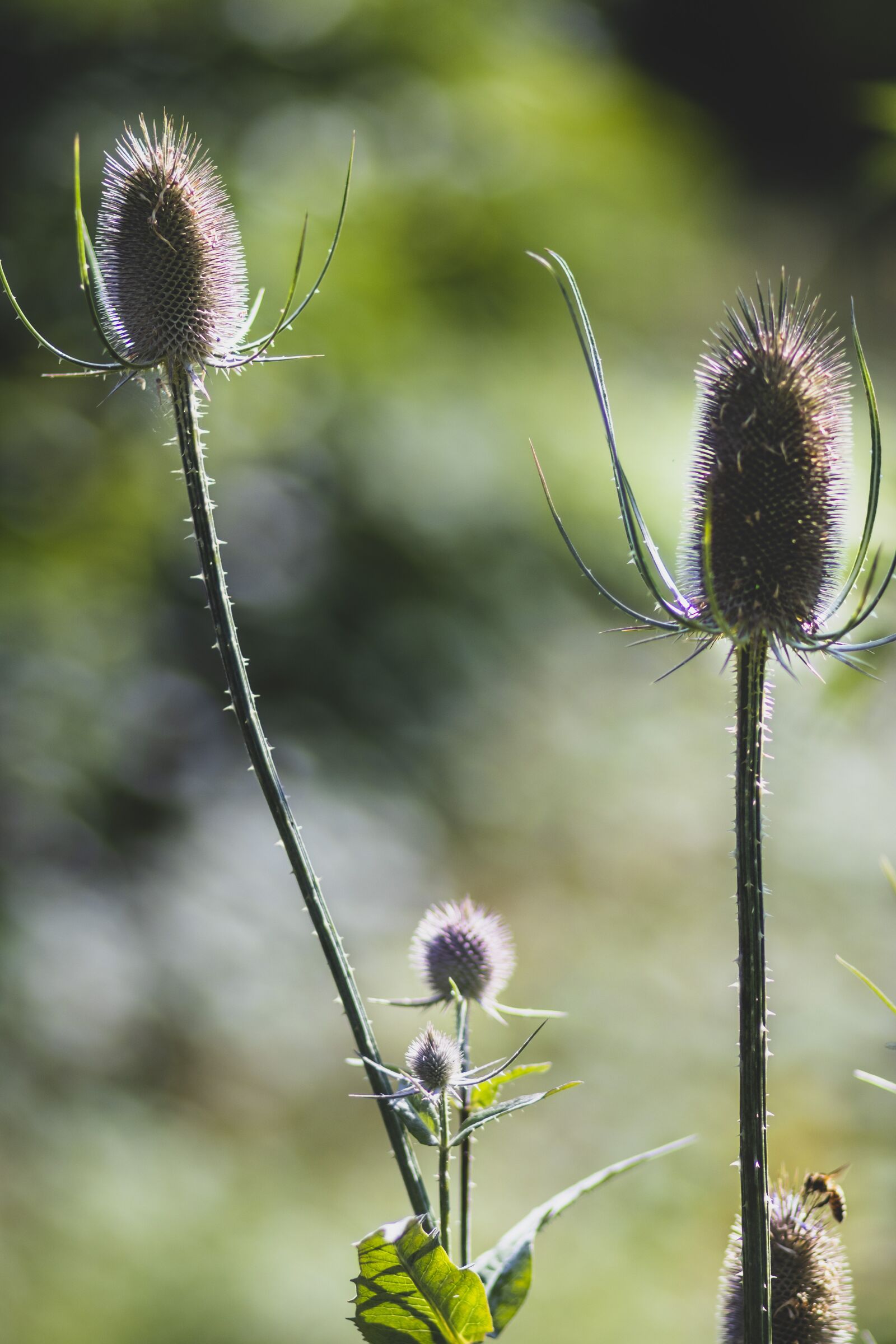 Canon EF 85mm F1.8 USM sample photo. Flowers, nature, plant photography