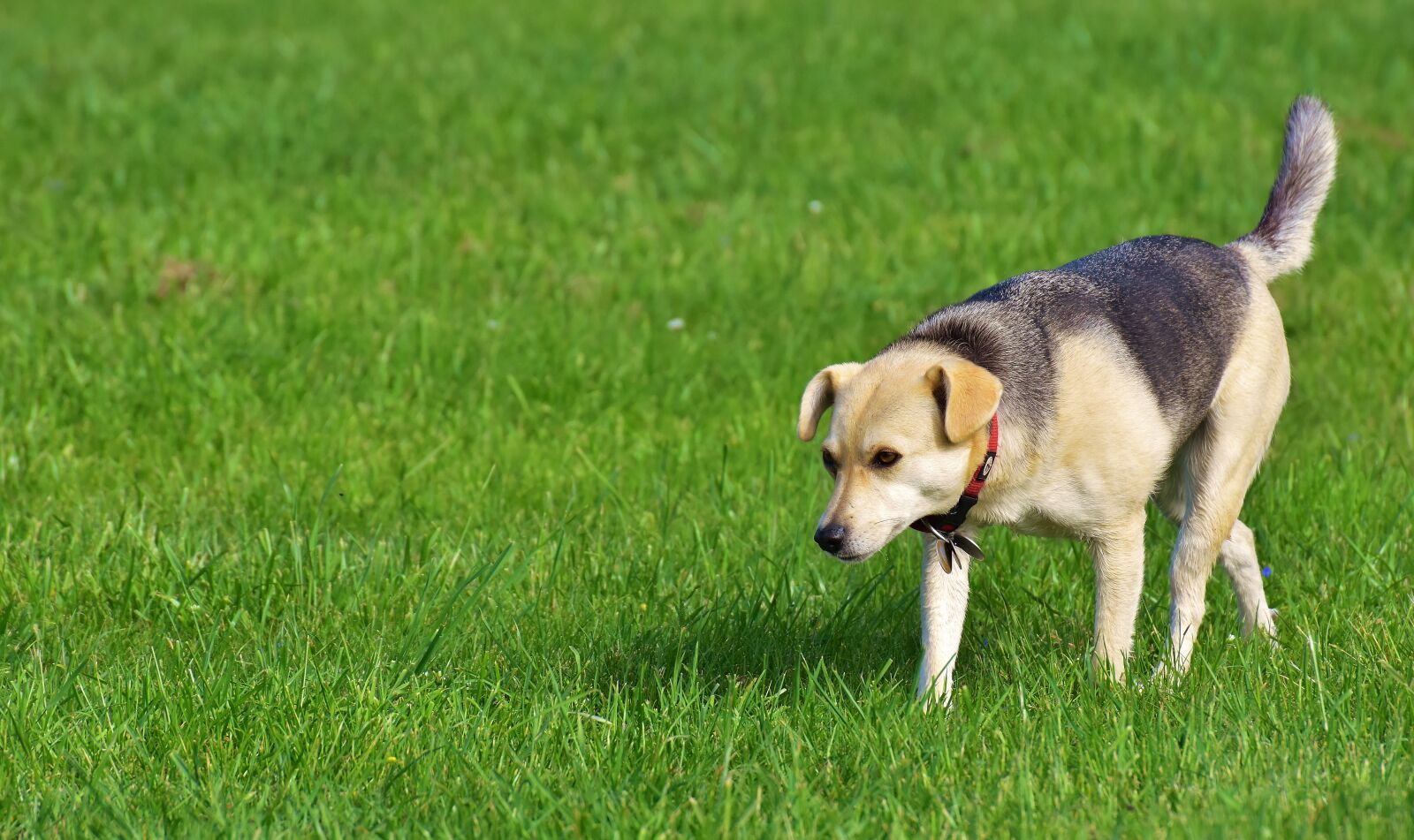 Nikon D7200 sample photo. Dog, pet, meadow photography