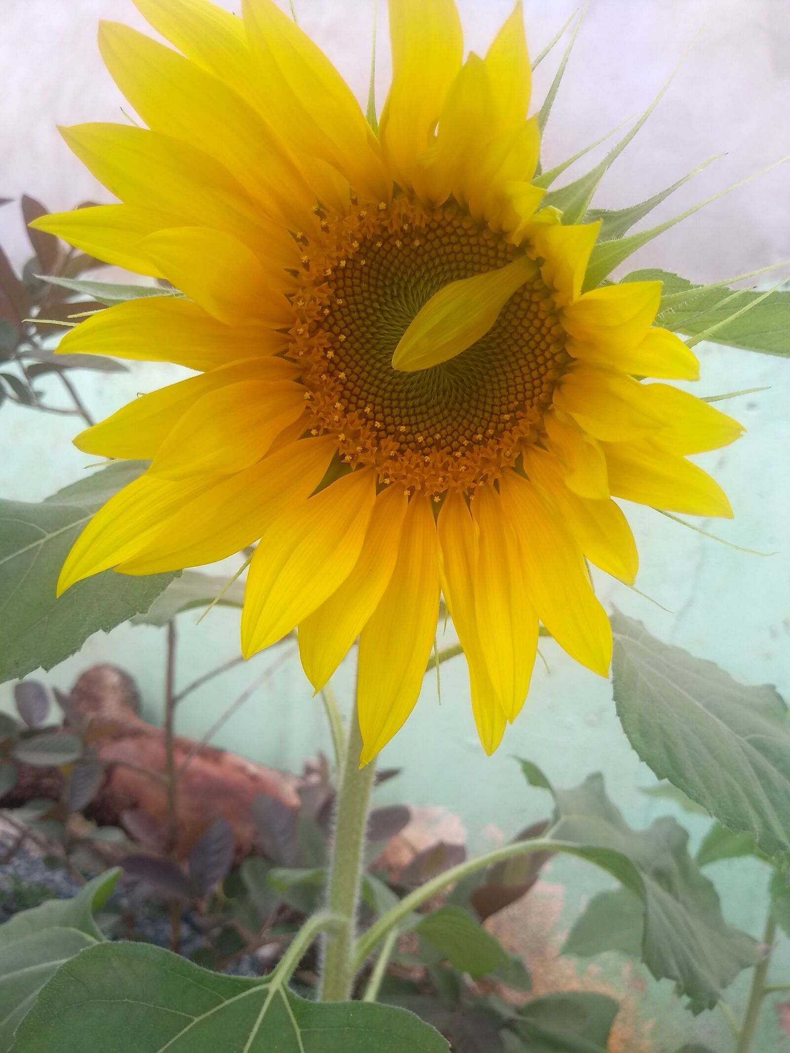 Motorola Moto G (5S) sample photo. Sunflower, flowers, sun photography