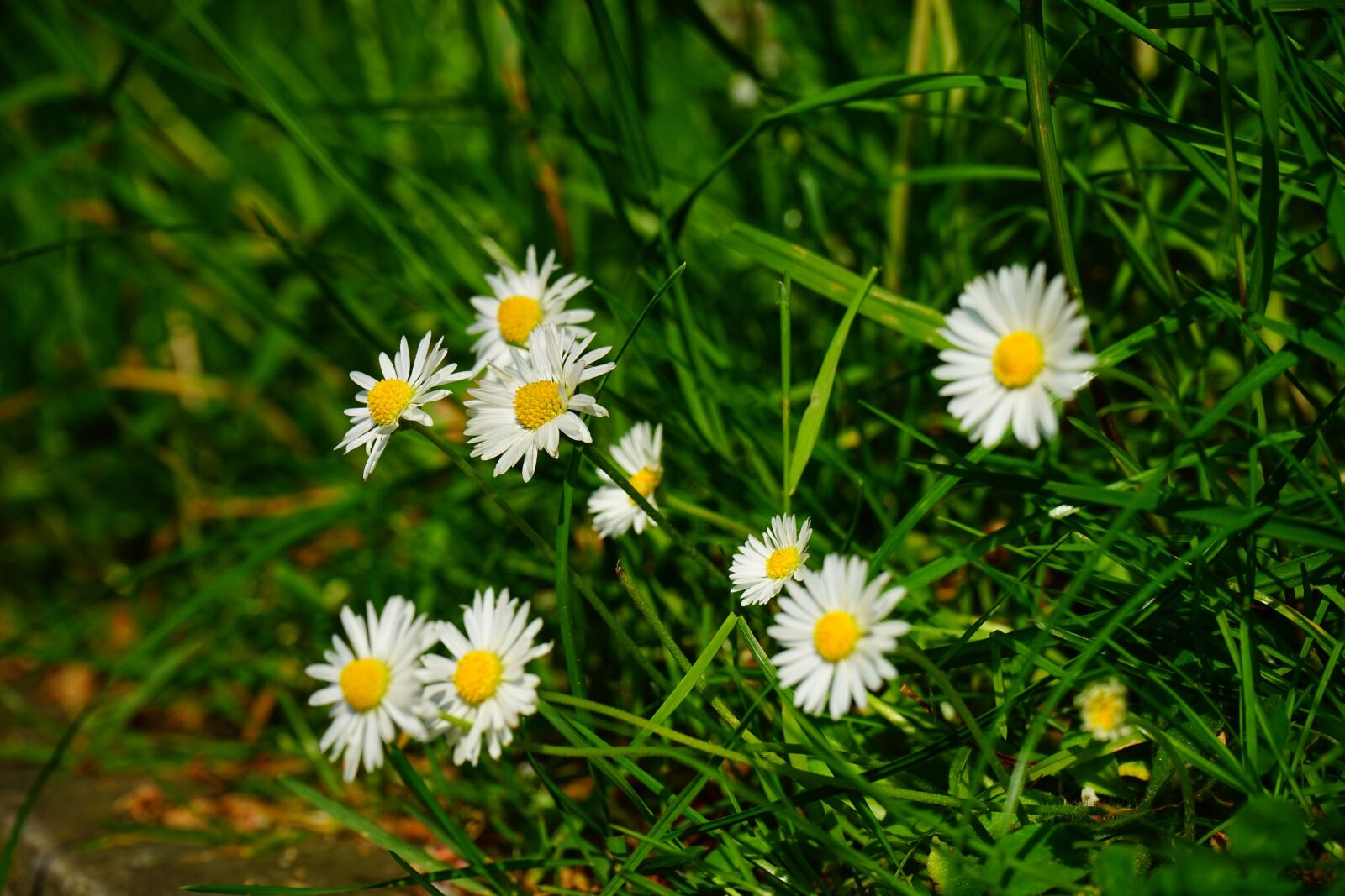 Sony a7 sample photo. Daisy, flower, blossom photography