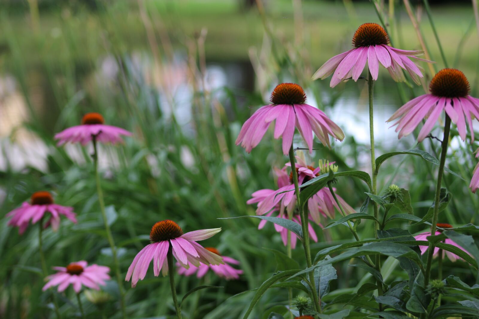 Canon EF 75-300mm f/4-5.6 sample photo. Pink flower, petals, plant photography