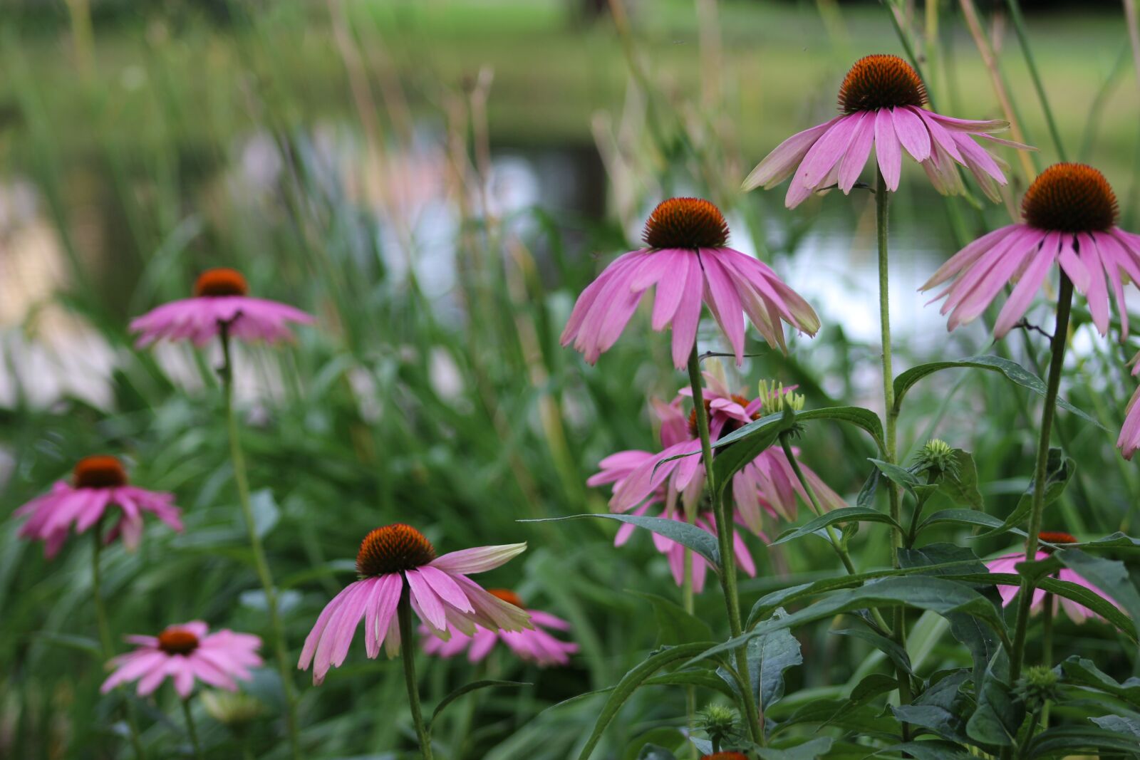 Canon EOS 100D (EOS Rebel SL1 / EOS Kiss X7) + Canon EF 75-300mm f/4-5.6 sample photo. Pink flower, petals, plant photography