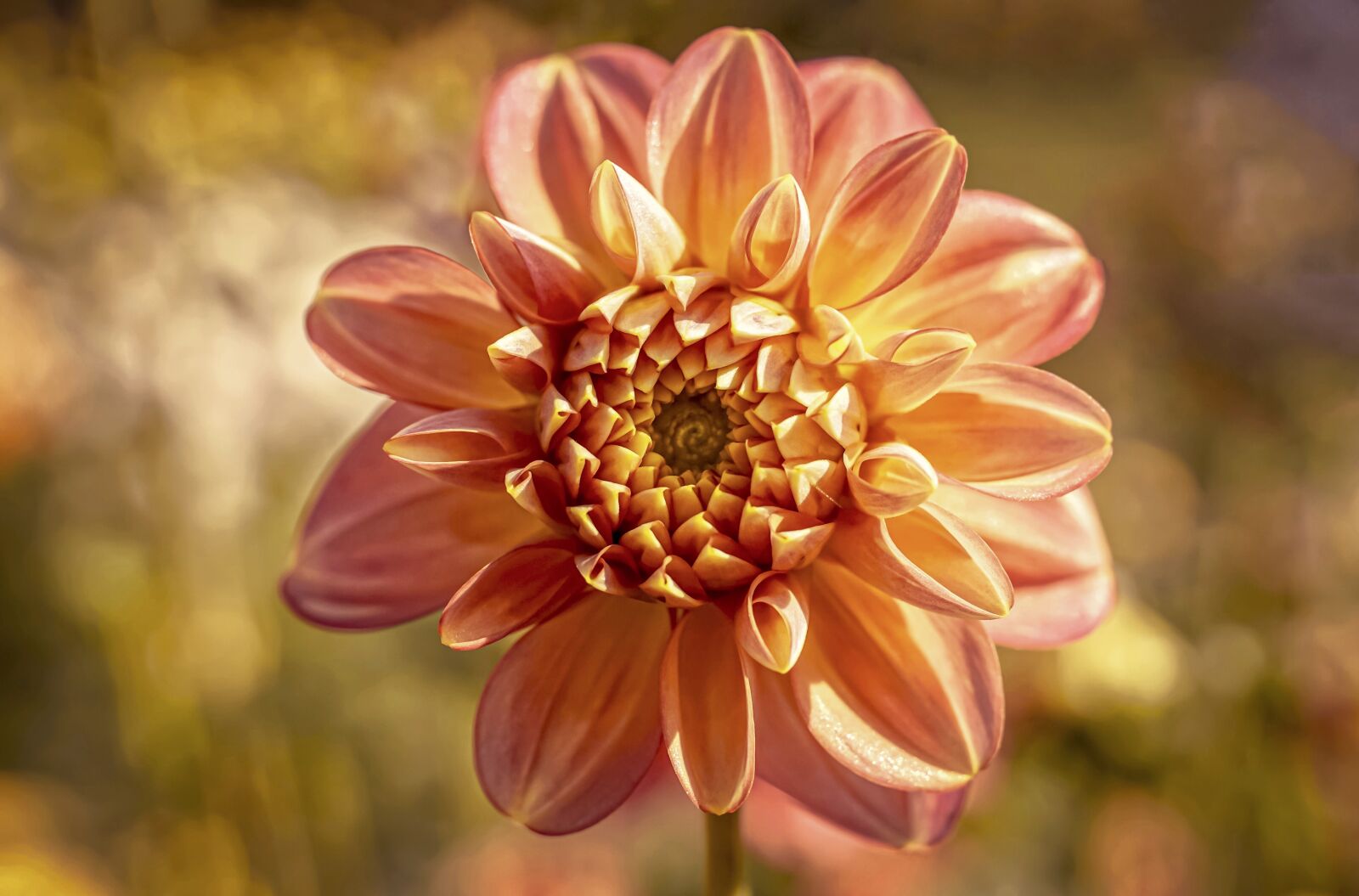 Sony ILCA-77M2 sample photo. Dahlia, blossom, bloom photography