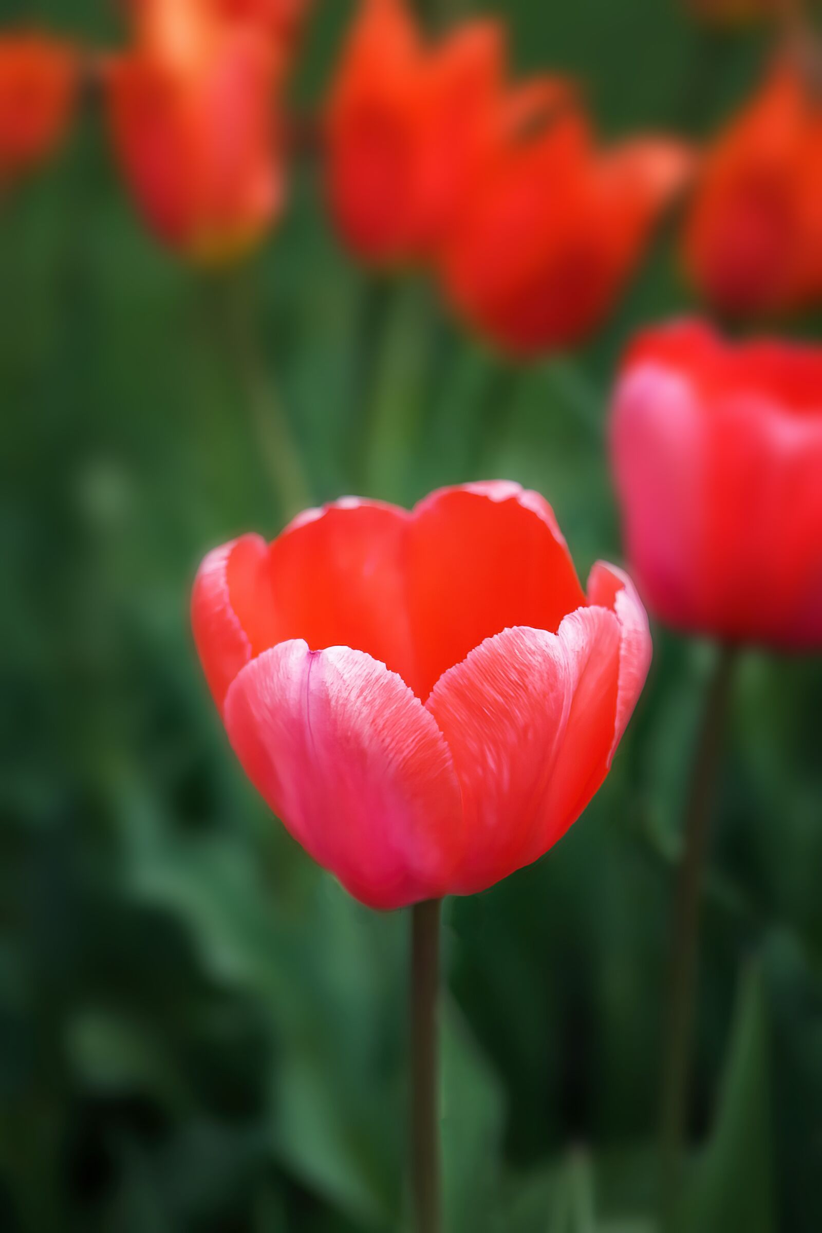 Sony FE 50mm F2.8 Macro sample photo. Tulips, flowers, orange photography
