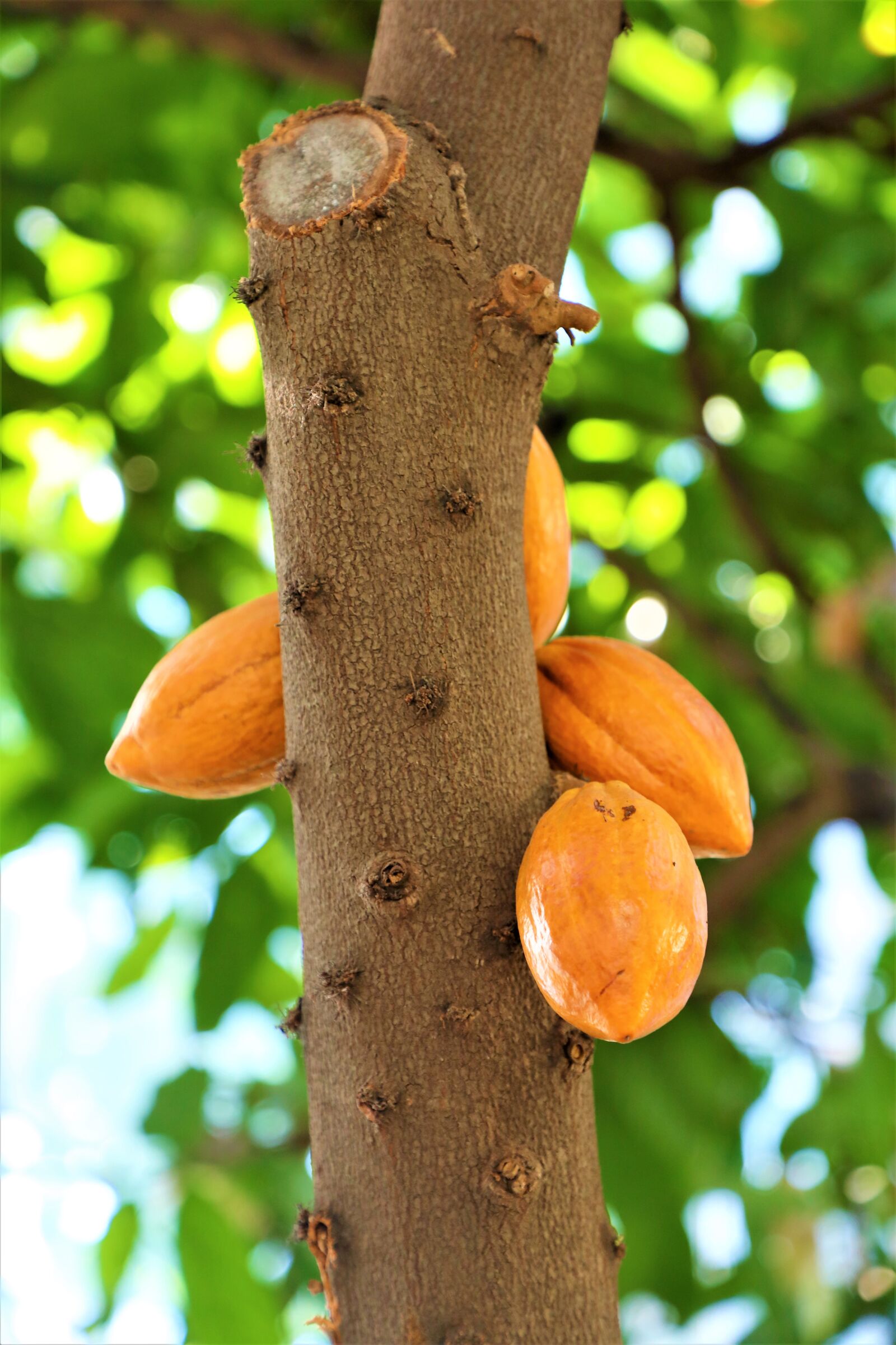 Canon EF 24-105mm F4L IS II USM sample photo. Fruit, tropical, nature photography