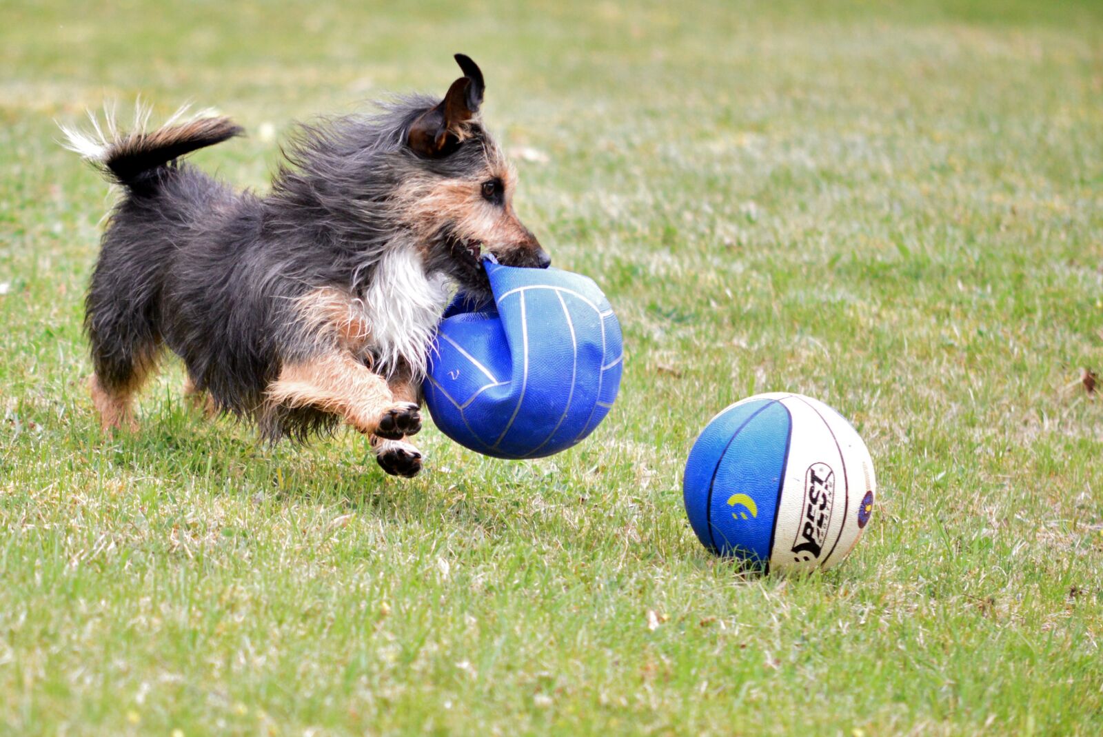 Nikon D600 sample photo. Dog, play, pet photography