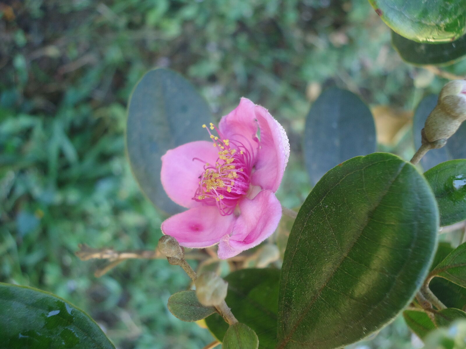 Sony Cyber-shot DSC-W610 sample photo. Beautiful, flowers, flowers, nature photography