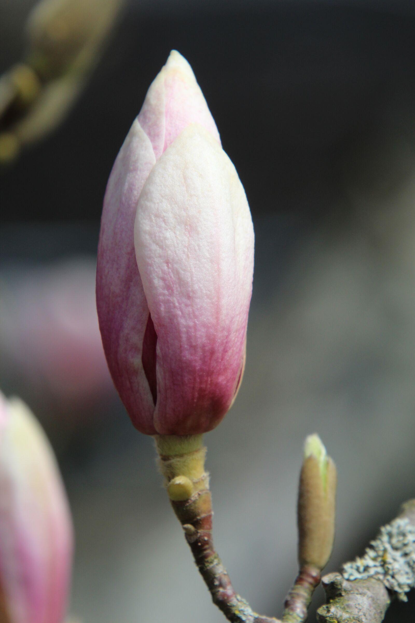 Canon EOS 1300D (EOS Rebel T6 / EOS Kiss X80) sample photo. Magnolia, blossom, bloom photography