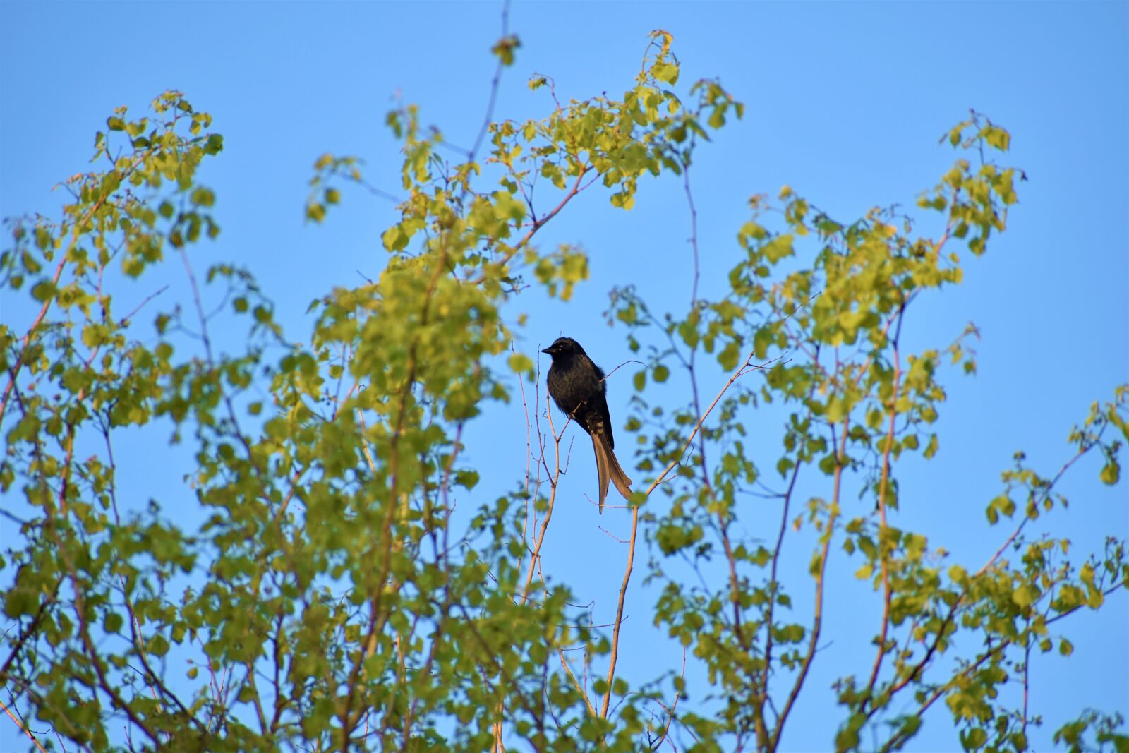 Nikon D5600 sample photo. Nature, bird, drongo photography