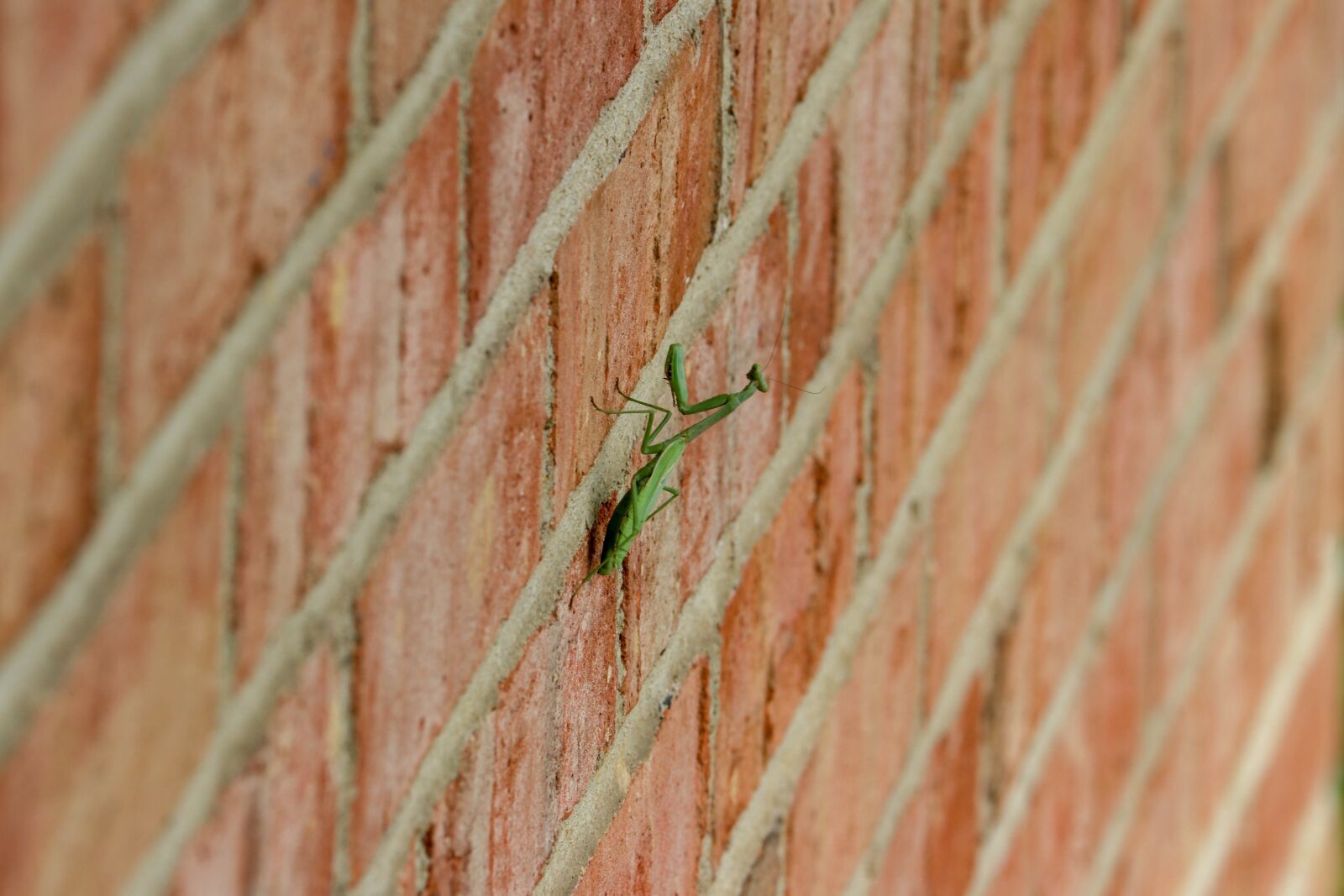 Canon EF-S 55-250mm F4-5.6 IS STM sample photo. Praying, mantis, green photography
