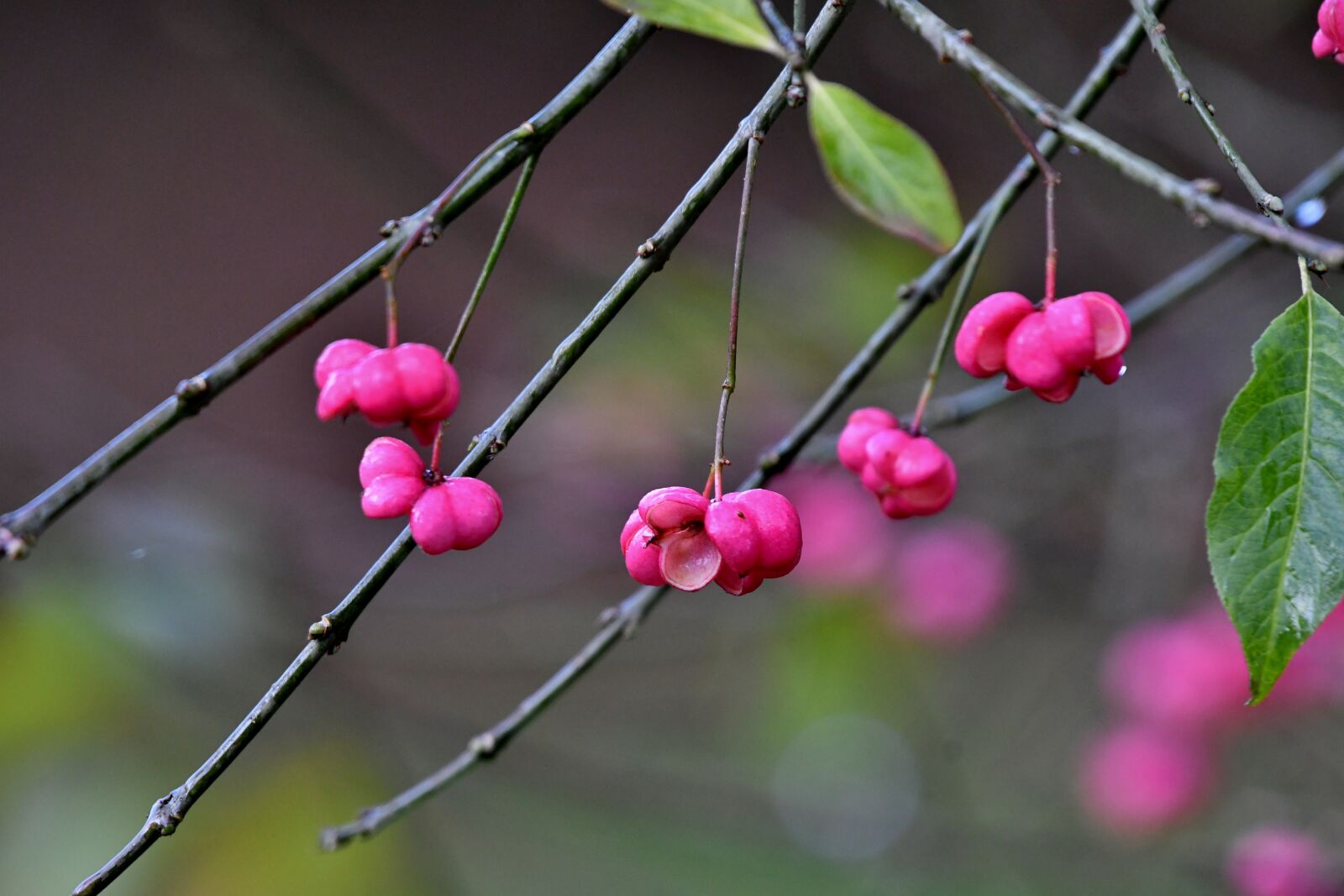 Nikon D500 sample photo. Kardinaalsmuts, bloom, flowers photography