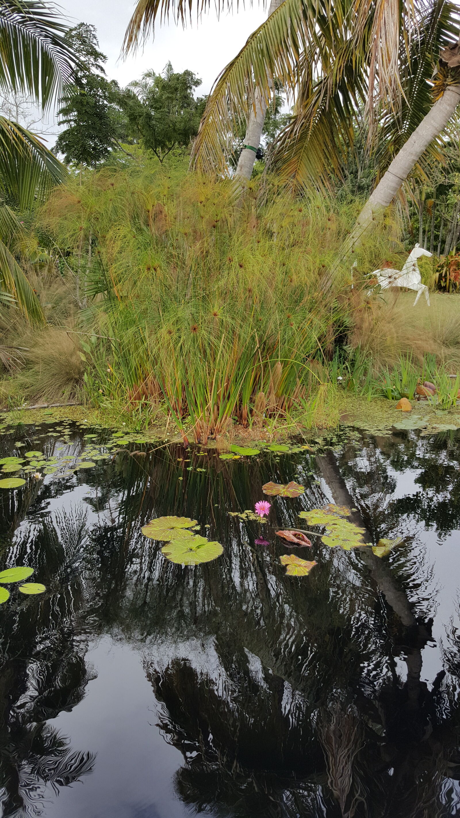 Samsung GALAXY S6 edge sample photo. Botanical, gardens photography