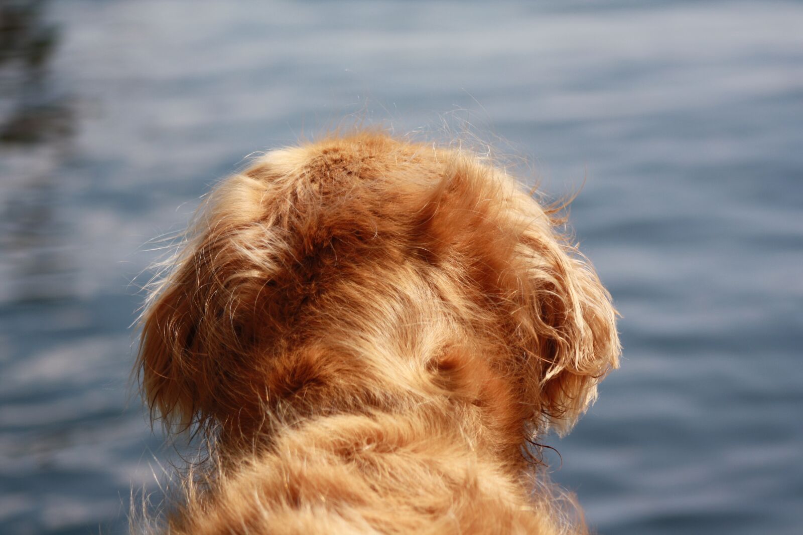 Canon EOS 1000D (EOS Digital Rebel XS / EOS Kiss F) sample photo. Dog, water, outdoors photography
