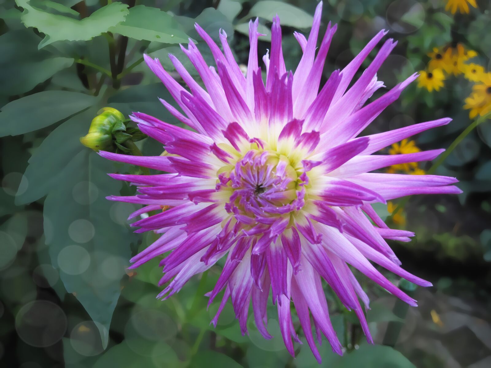 Canon PowerShot SD990 IS (Digital IXUS 980 IS / IXY Digital 3000 IS) sample photo. Flower, blossom, dahlia photography