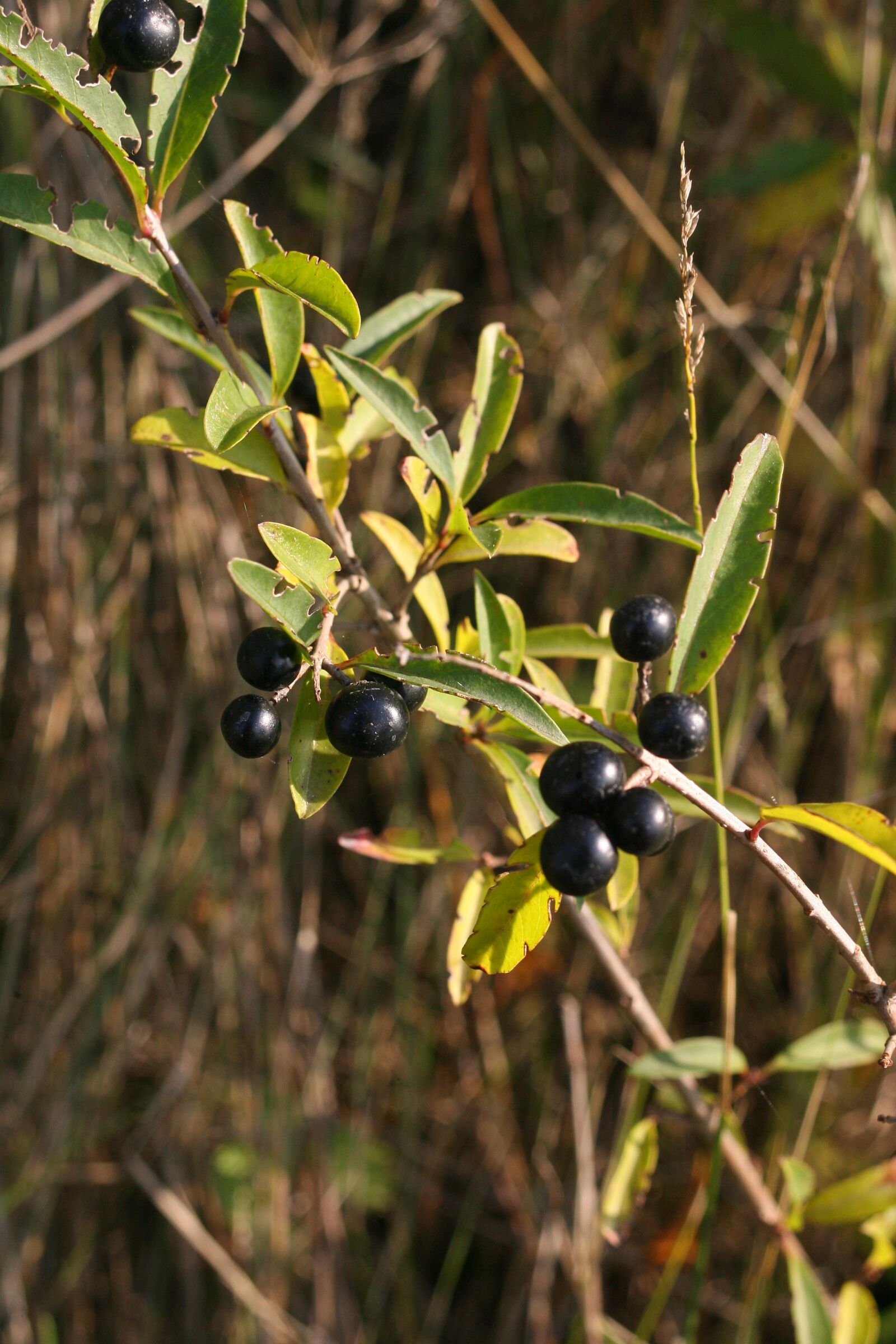 Canon EOS-1D Mark II N sample photo. Black berries, macro, berry photography