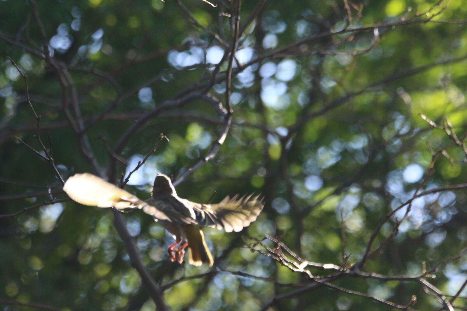Canon EOS 7D Mark II sample photo. Animal, branch, feet, fly photography