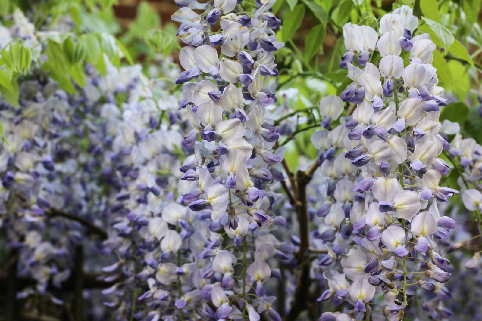 Canon EOS 70D + Canon EF 50mm F1.8 STM sample photo. Glycine, climbing, purple flowers photography