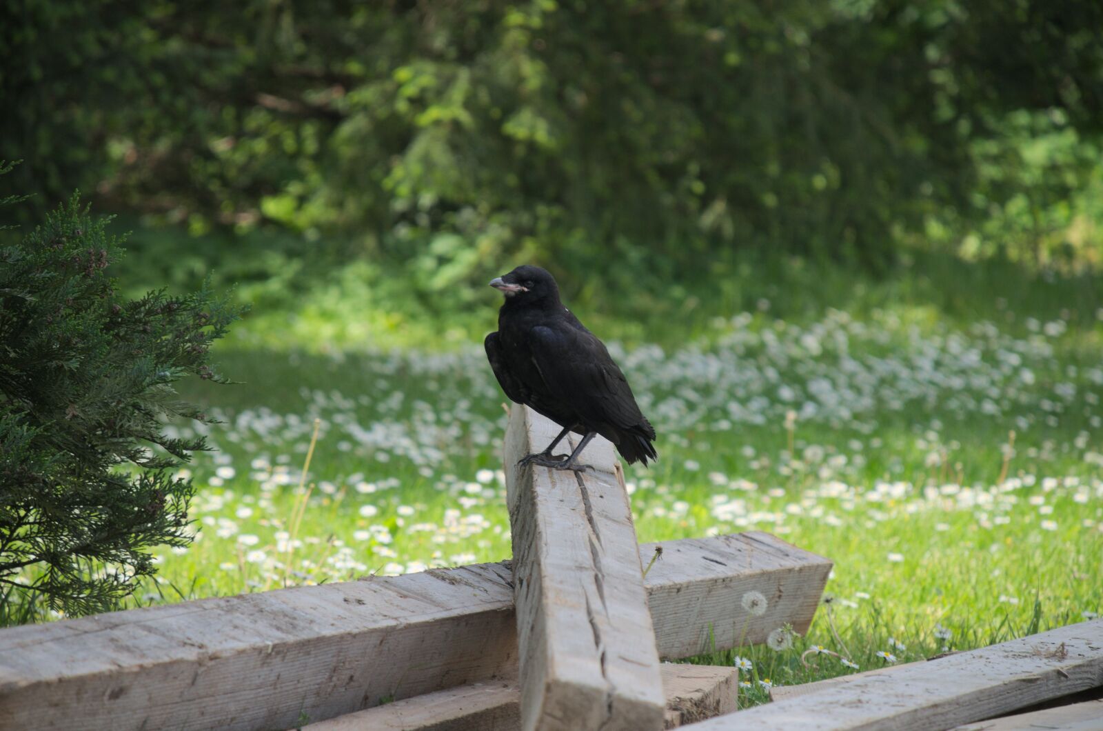 Nikon D5100 sample photo. Nature, wood, grass photography