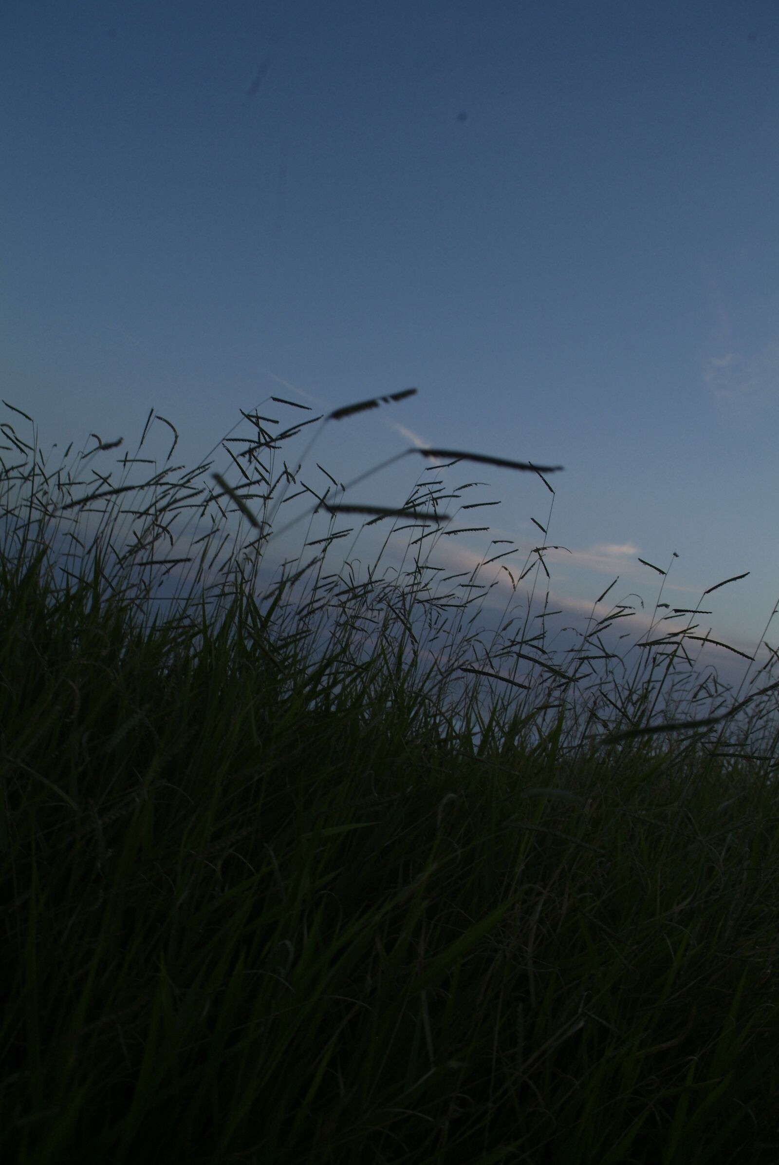 Fujifilm FinePix S3 Pro sample photo. Grass photography