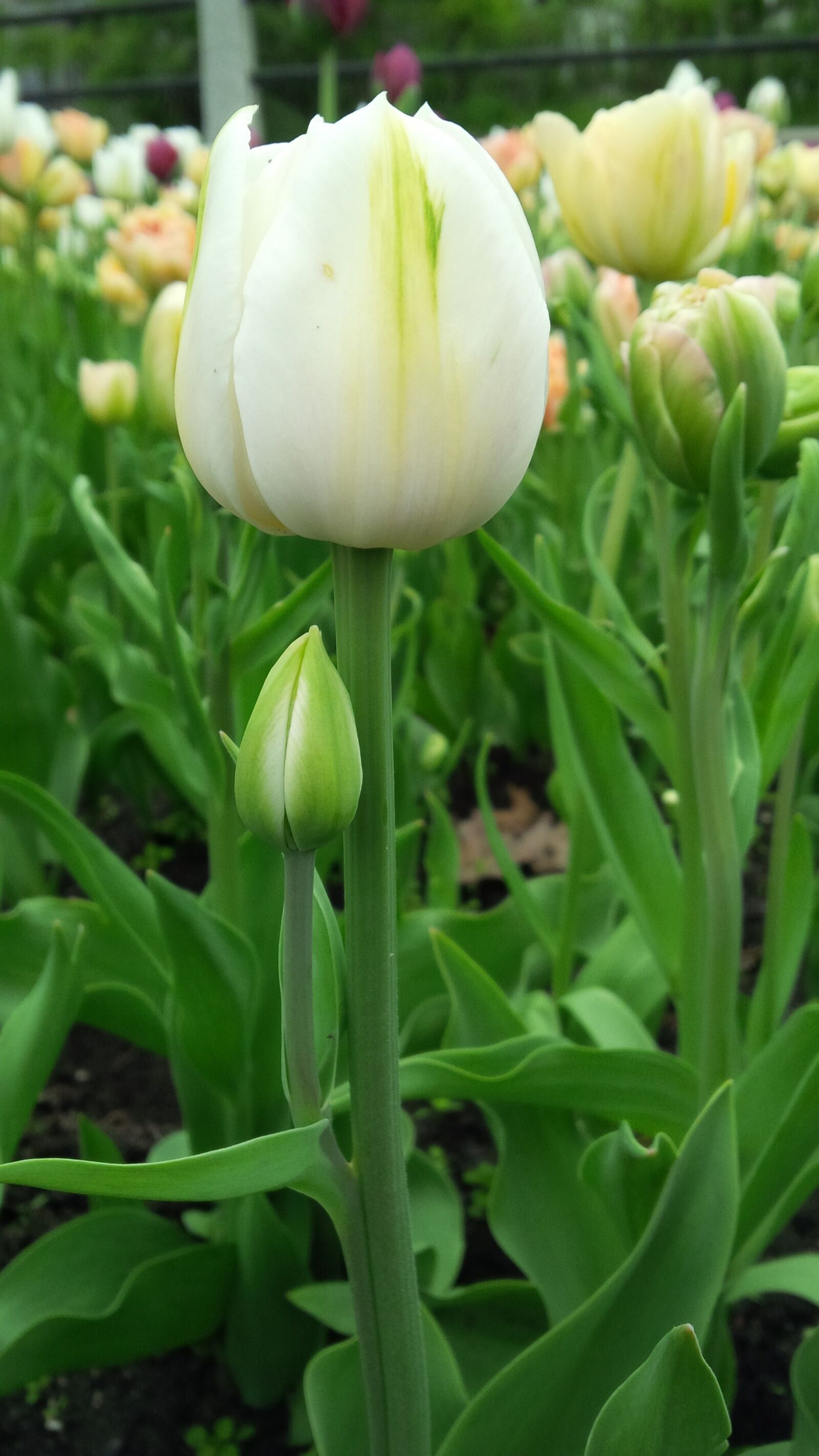 BlackBerry Z10 sample photo. Flowers, tulip photography