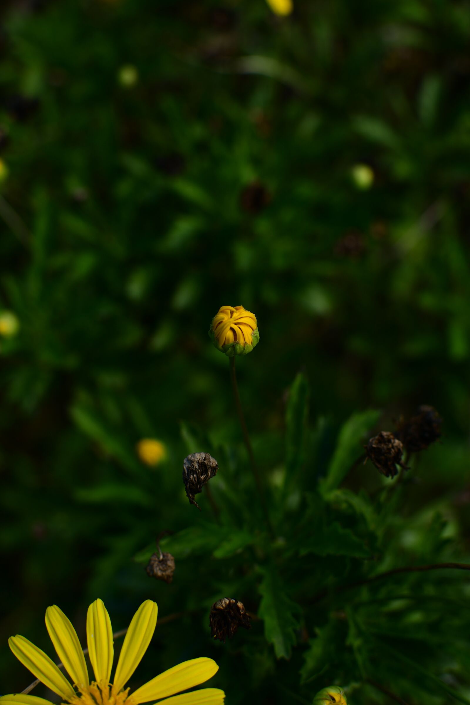 Nikon D7500 sample photo. Spring, daisies, green photography