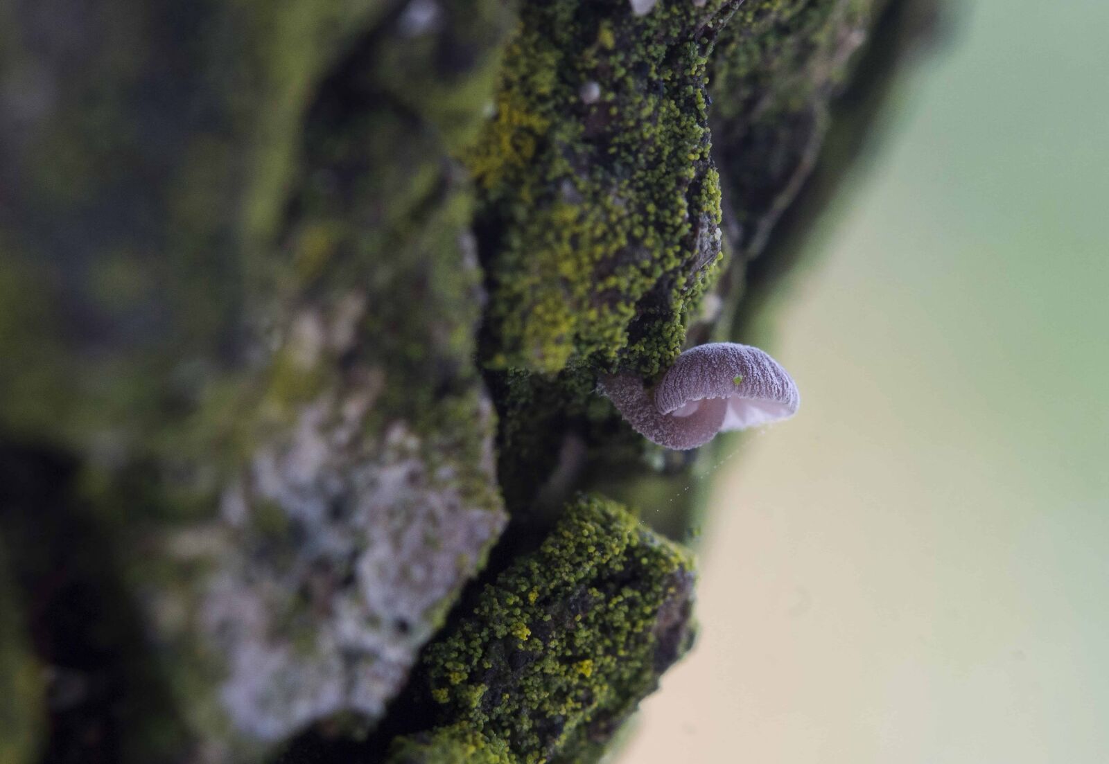 Canon EOS 1100D (EOS Rebel T3 / EOS Kiss X50) sample photo. Rock, nature, wood, moss photography