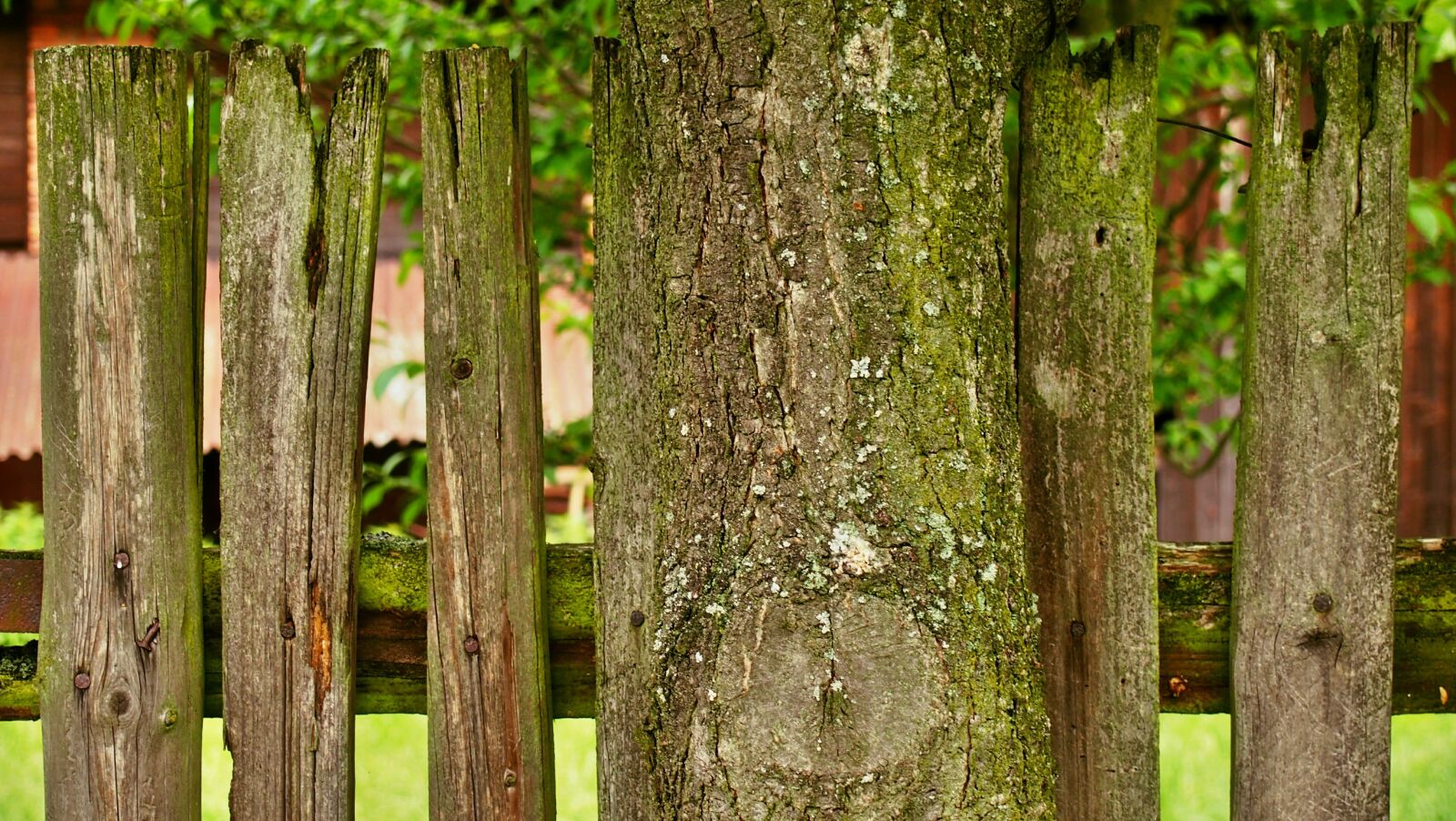 Olympus PEN E-PM1 sample photo. Tree, fence, green photography