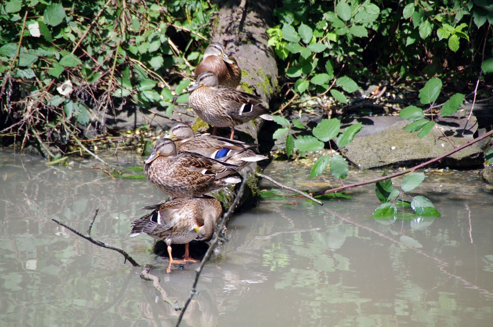 Pentax K-7 sample photo. Ducks, branch, river photography