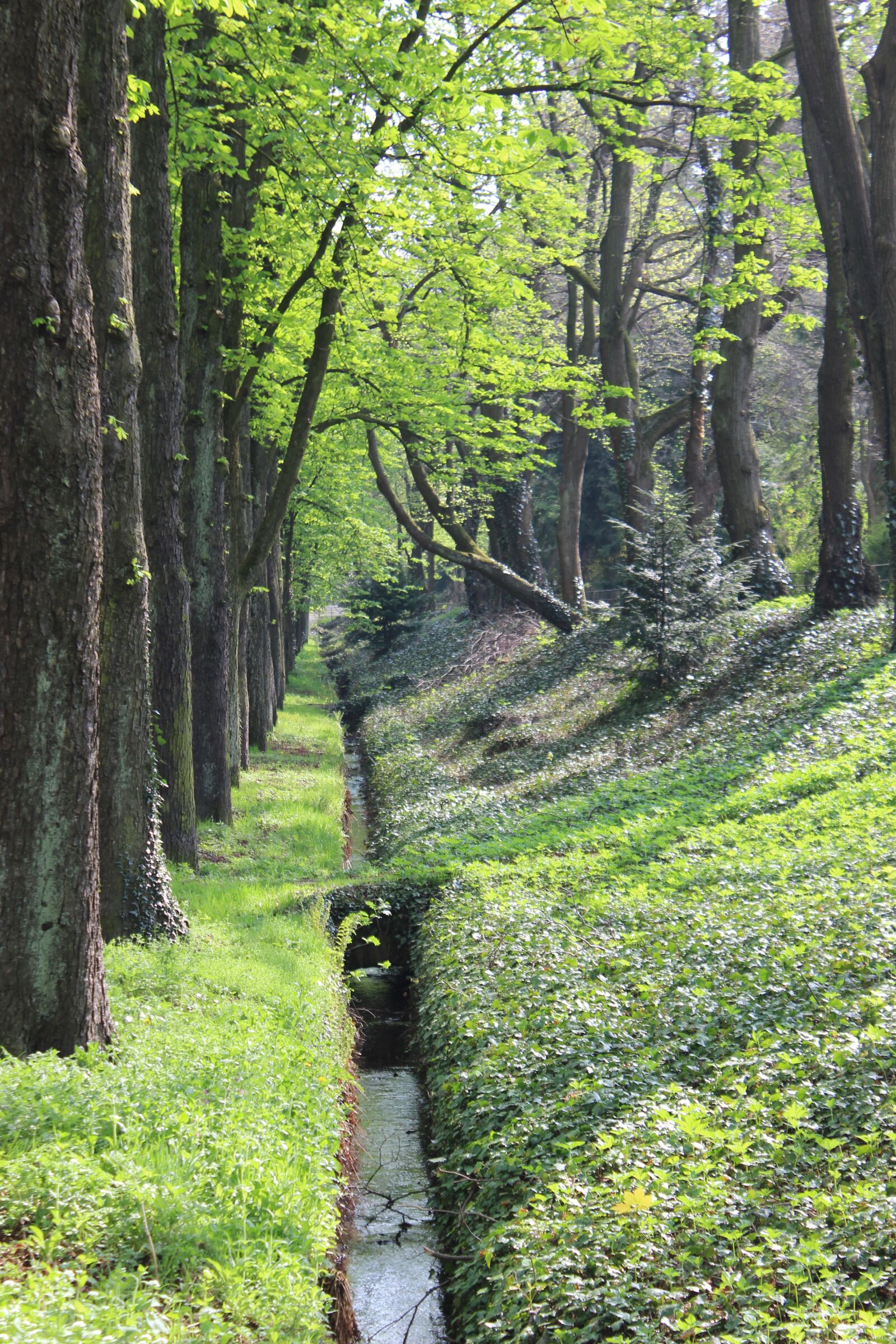 Canon EOS 600D (Rebel EOS T3i / EOS Kiss X5) sample photo. Bach, spring, trees photography