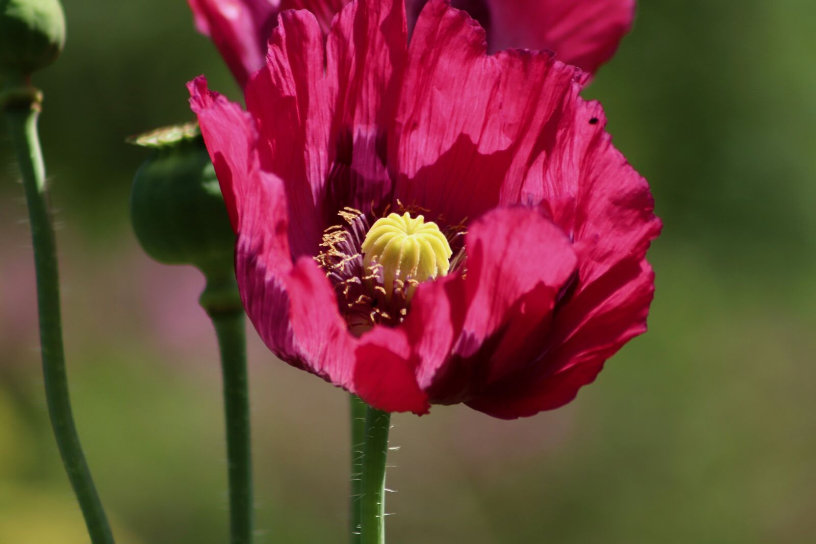 Canon EOS 800D (EOS Rebel T7i / EOS Kiss X9i) sample photo. Poppy, poppy flower, purple photography
