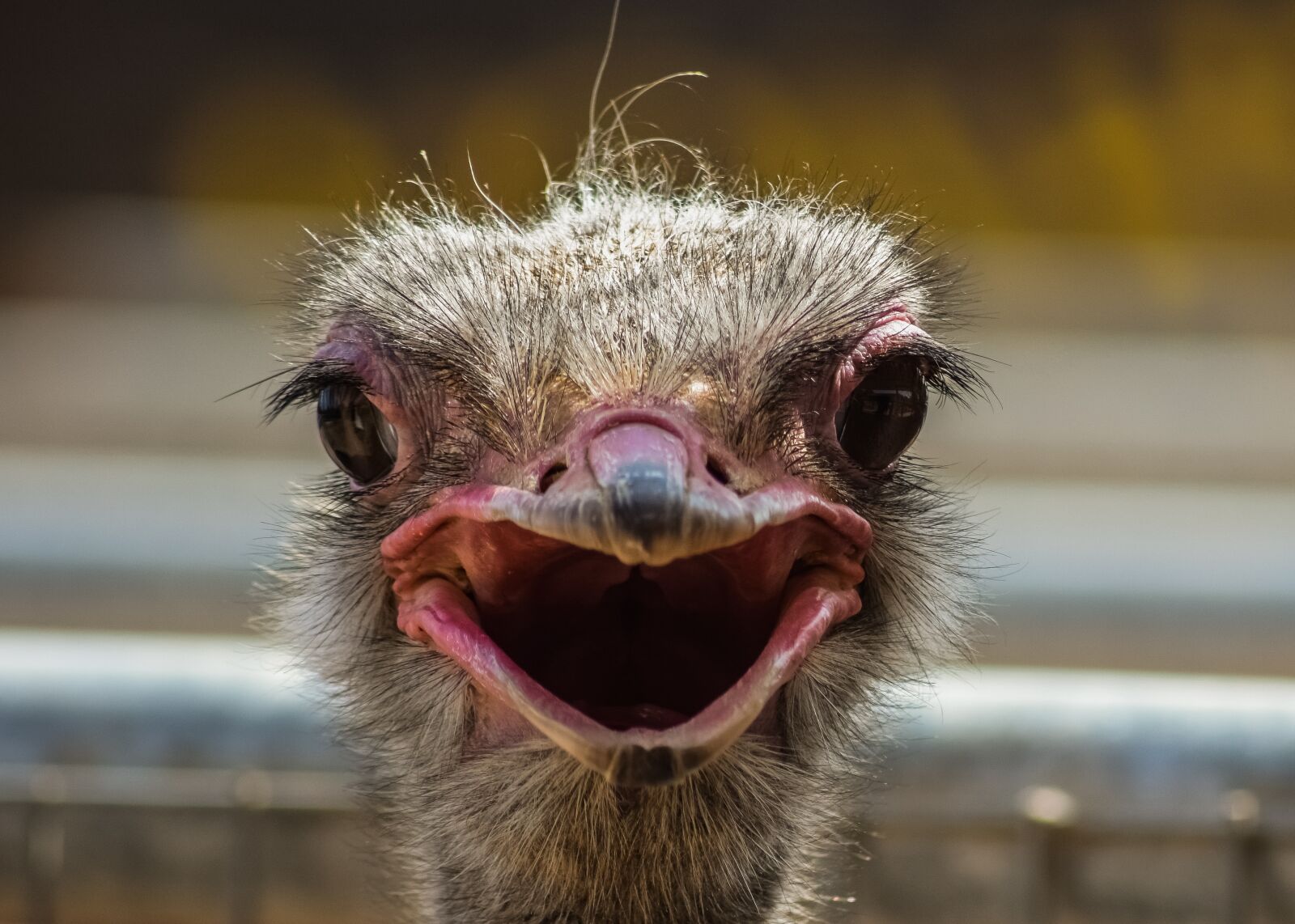 Nikon D3300 sample photo. Ostrich, bird, animal photography
