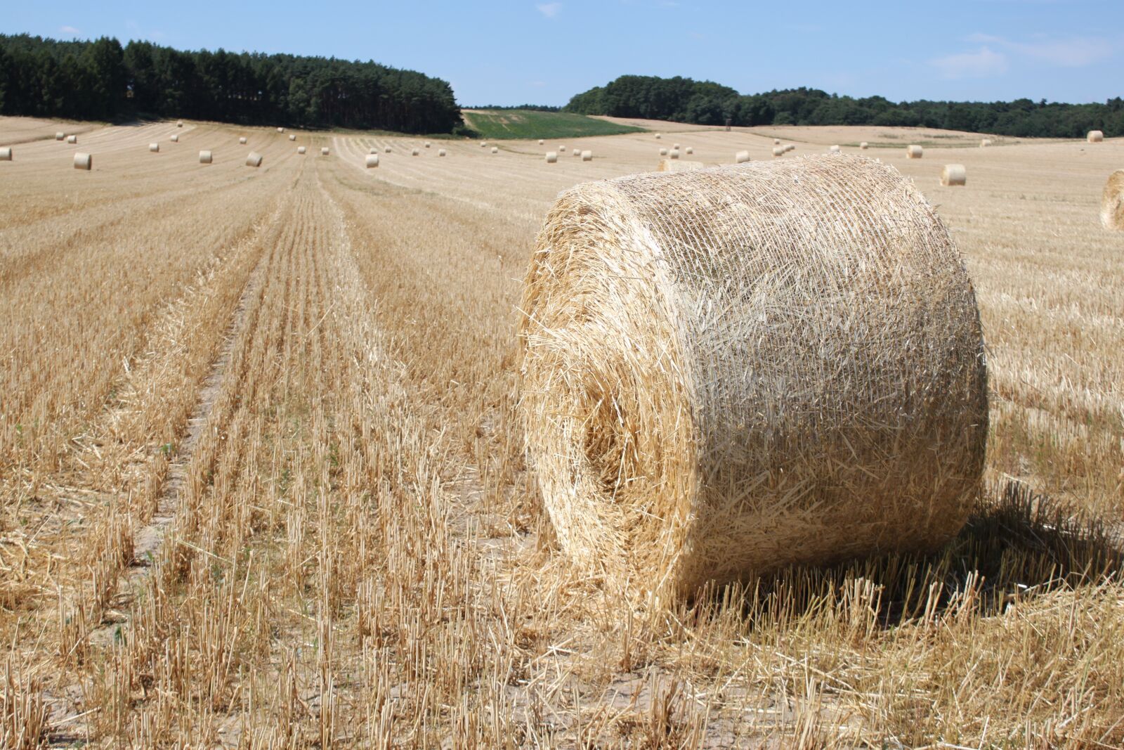 Canon EOS 500D (EOS Rebel T1i / EOS Kiss X3) sample photo. Field, harvest, hay bales photography