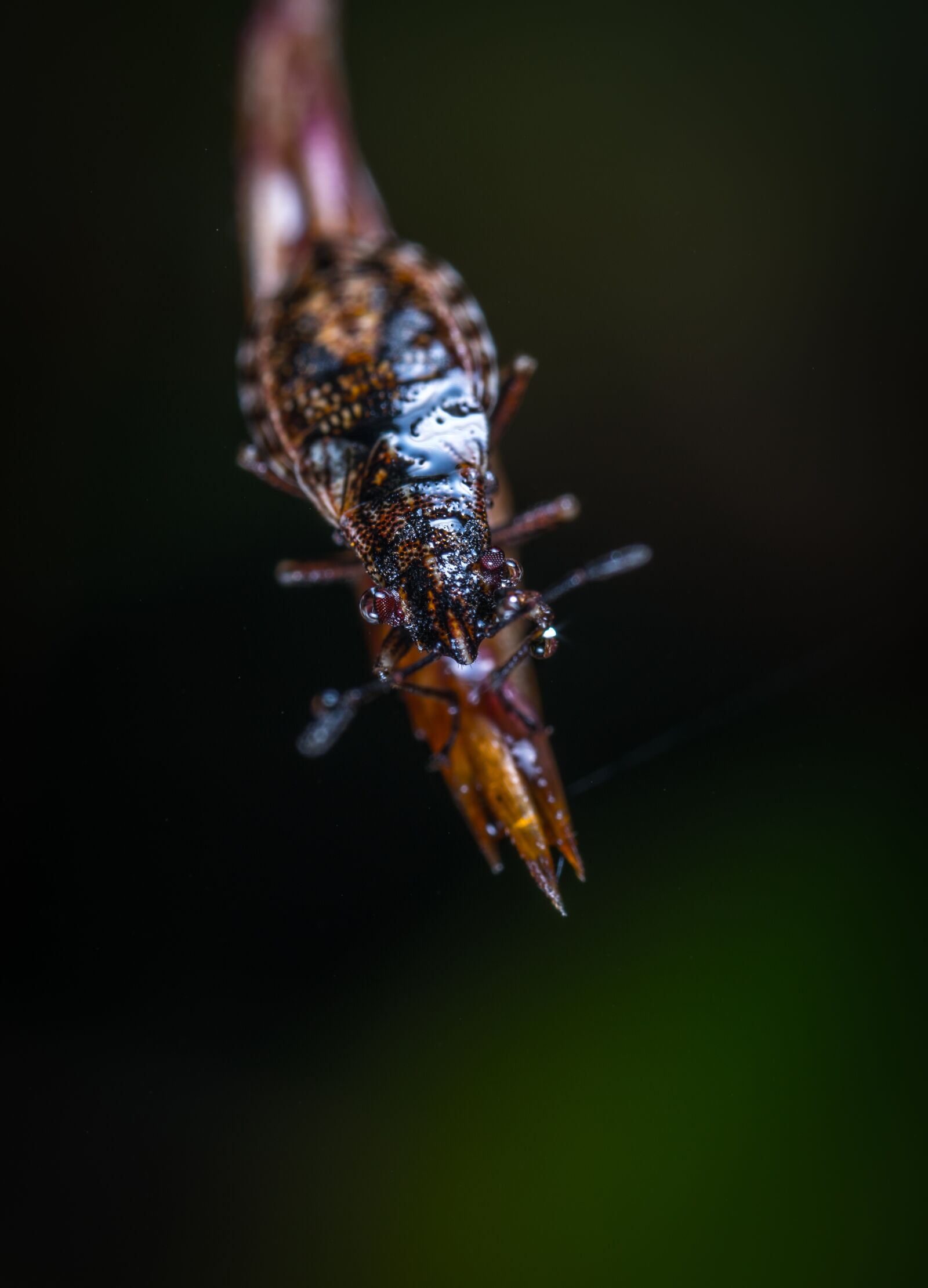 #124 65/2.8 sample photo. Insect, bespozvonochnoe, no one photography